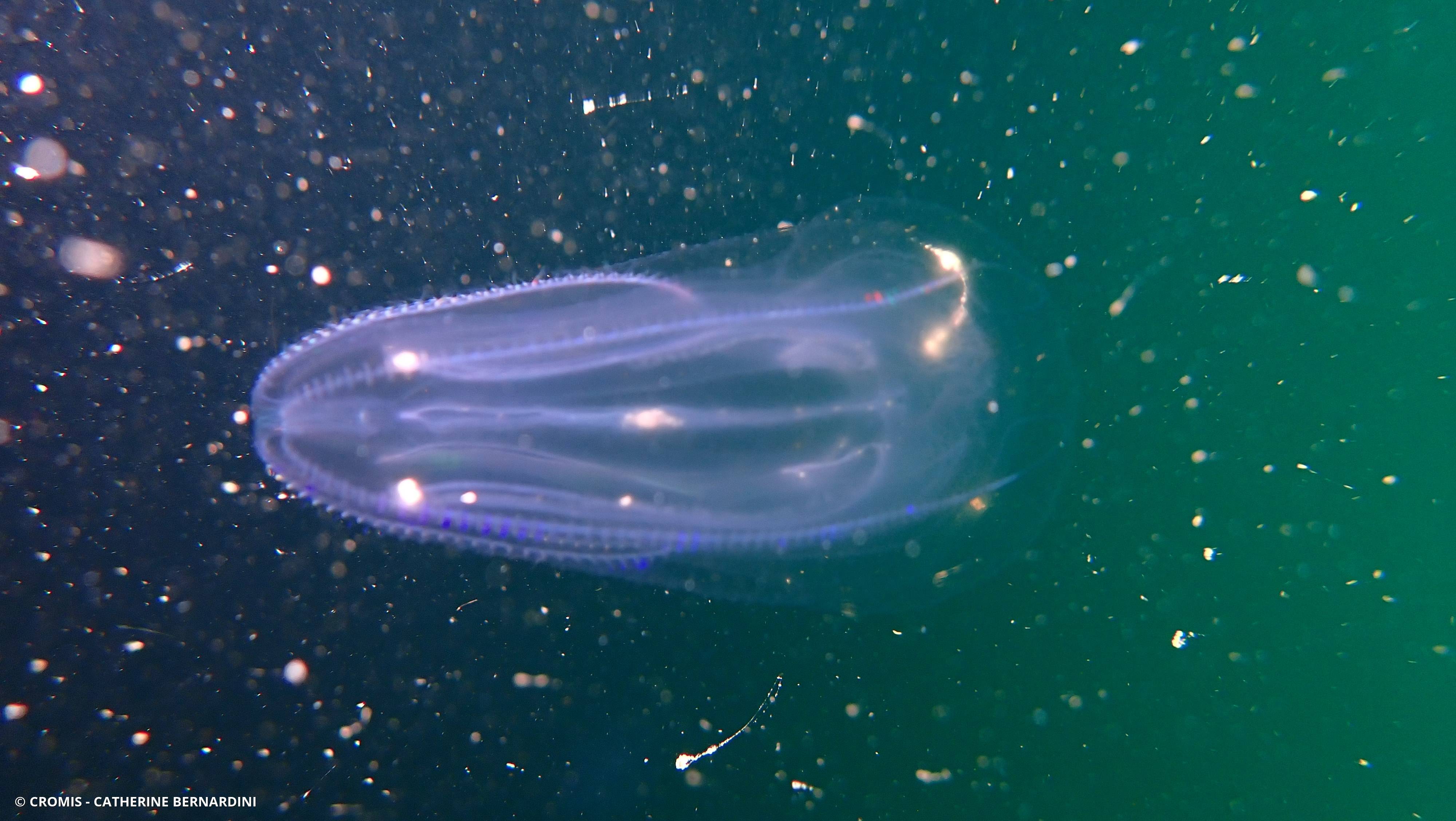 Bolinopsis