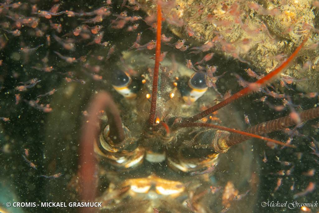 Homard européen