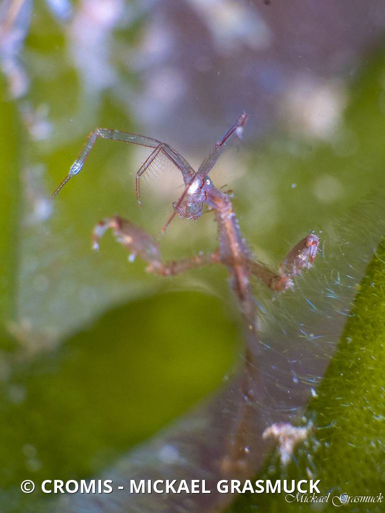 Caprelle japonaise
