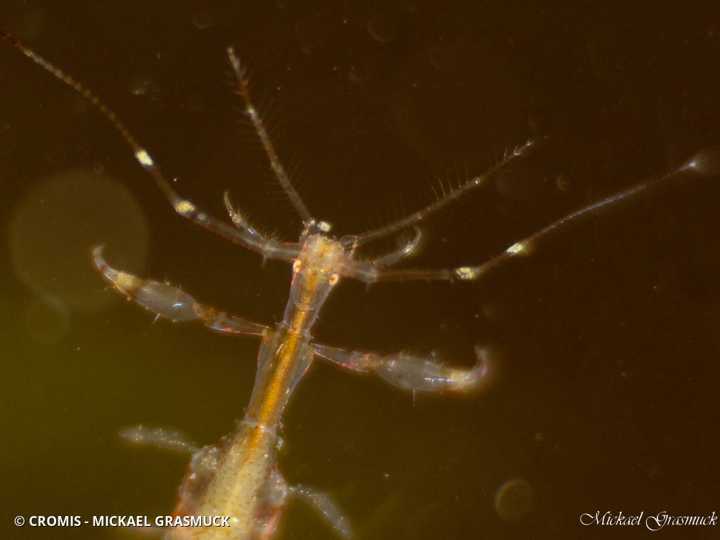 Caprelle japonaise