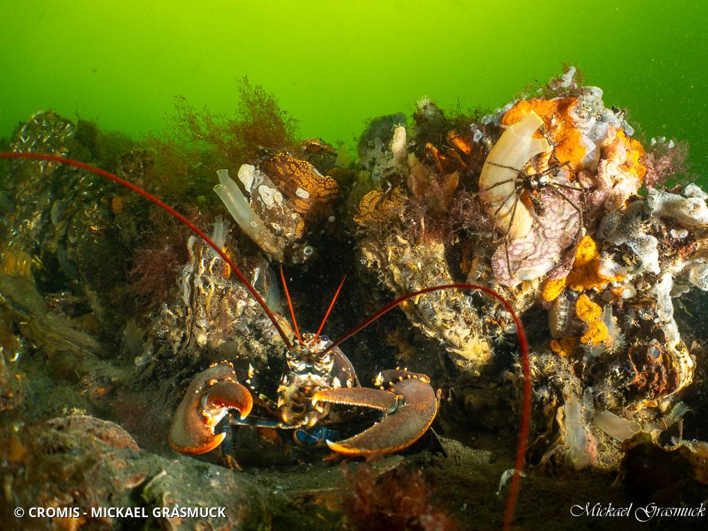 Homard européen