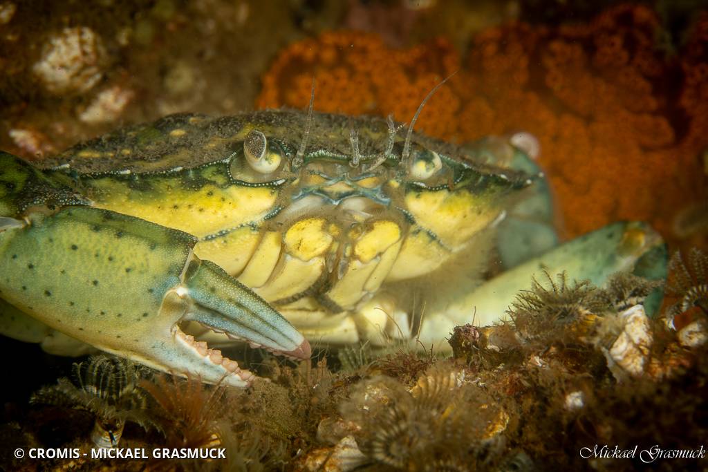 Crabe vert