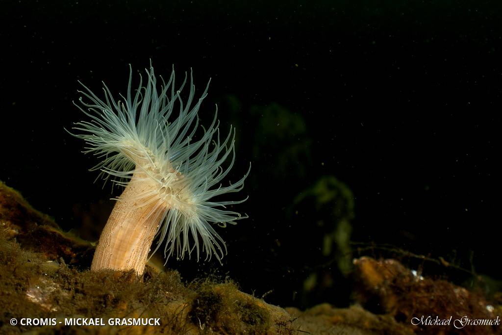 Sagartiogeton blanc