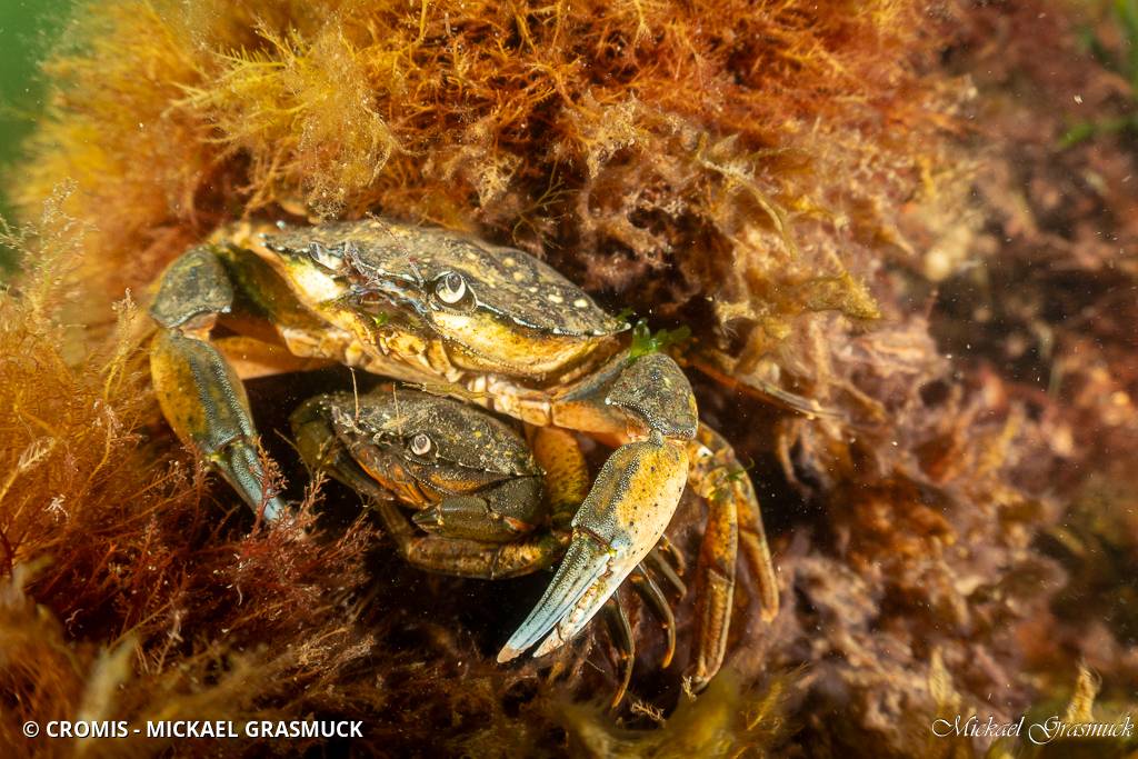 Crabe vert