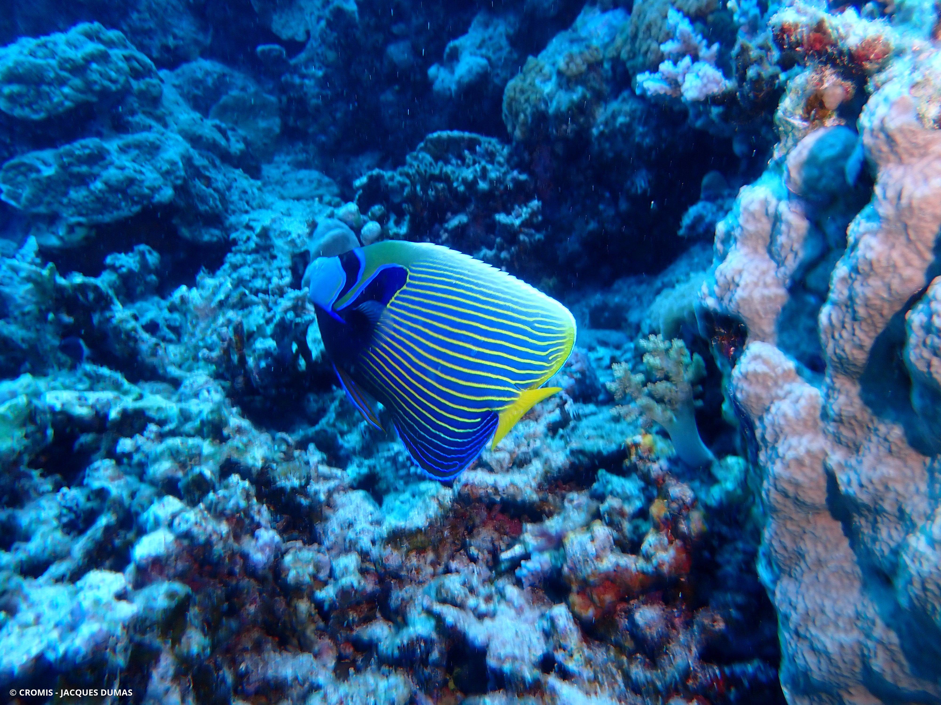 Poisson-ange empereur