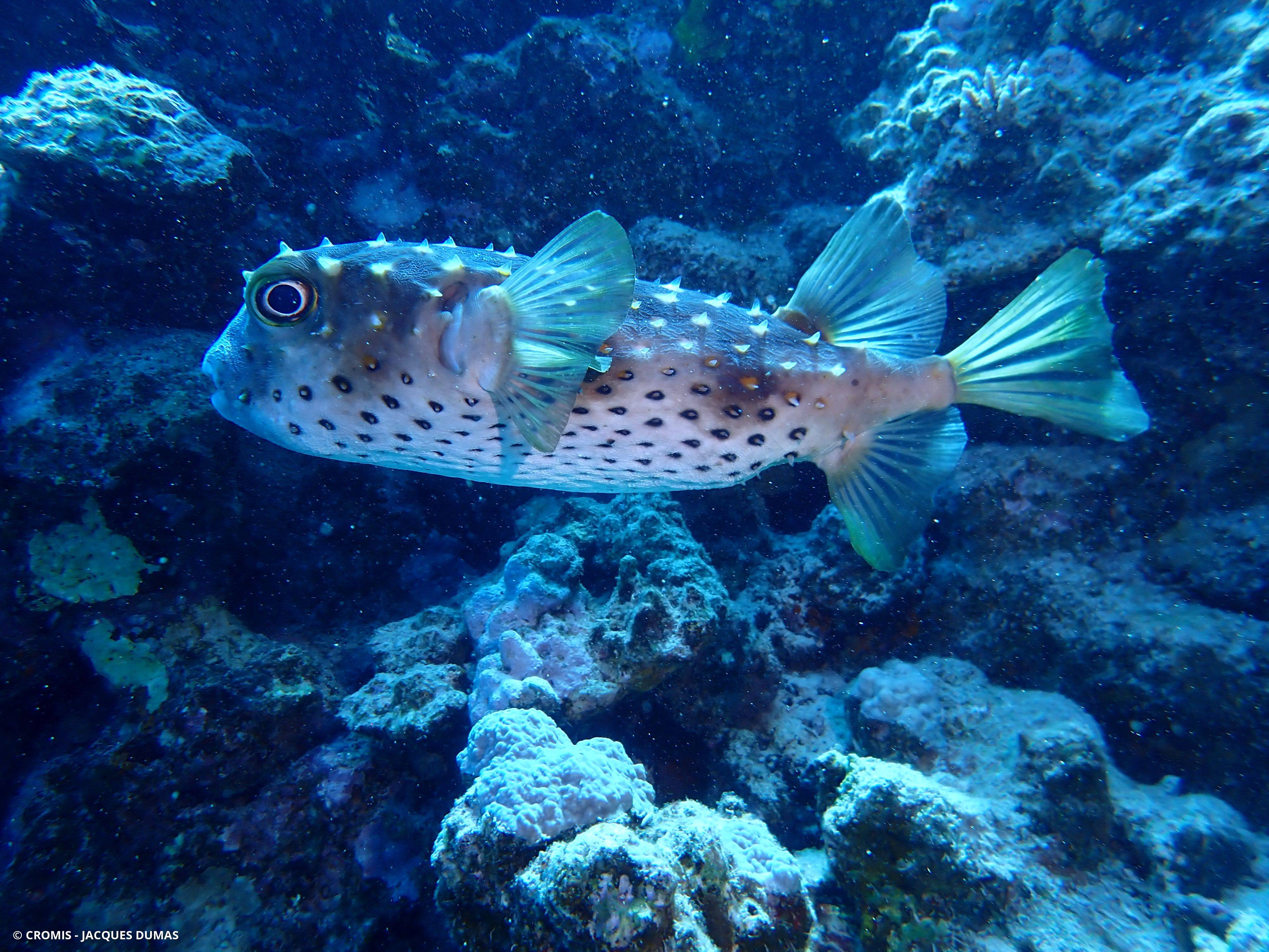 Poisson-porc-épic orbiculaire