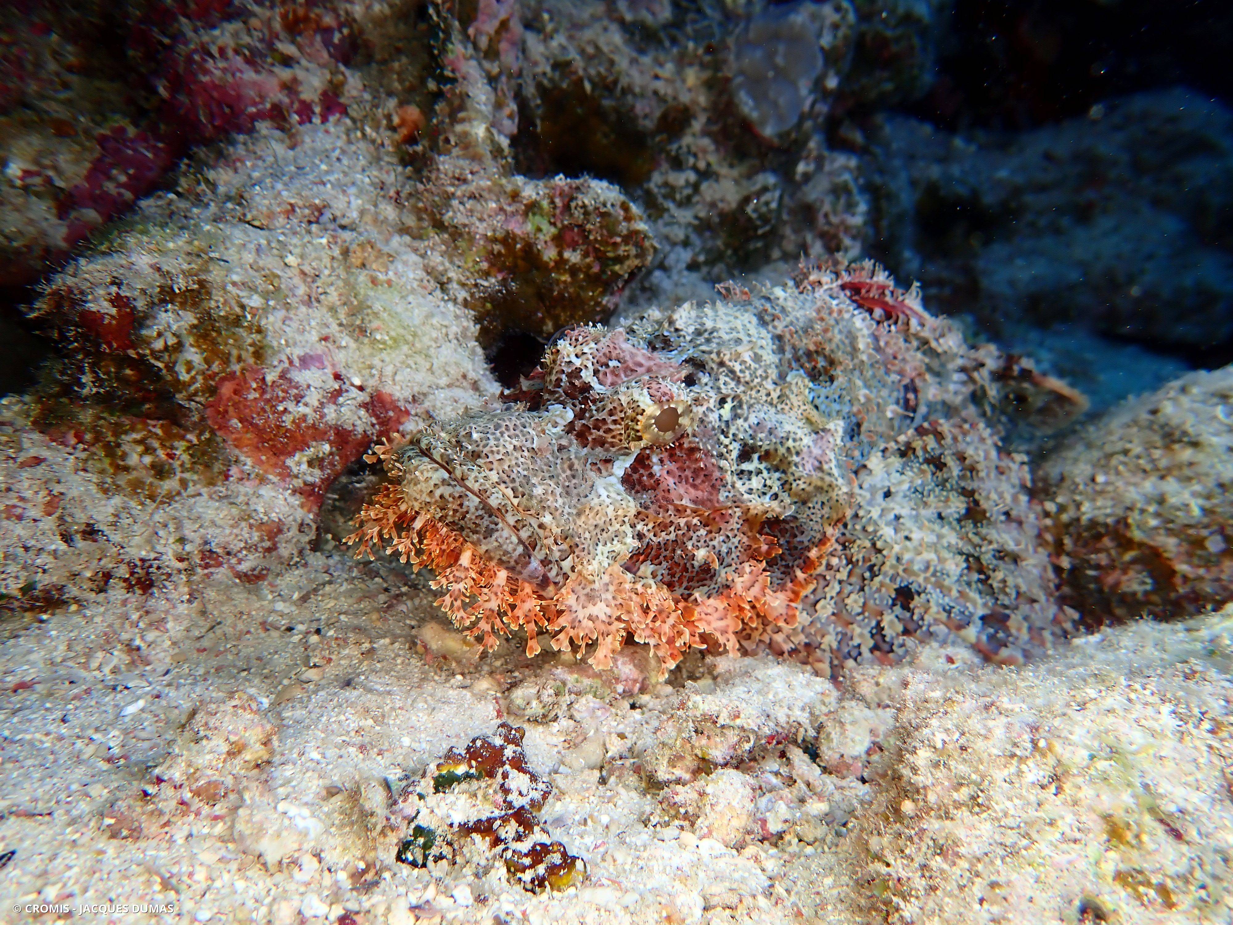 Poisson-scorpion à houppes