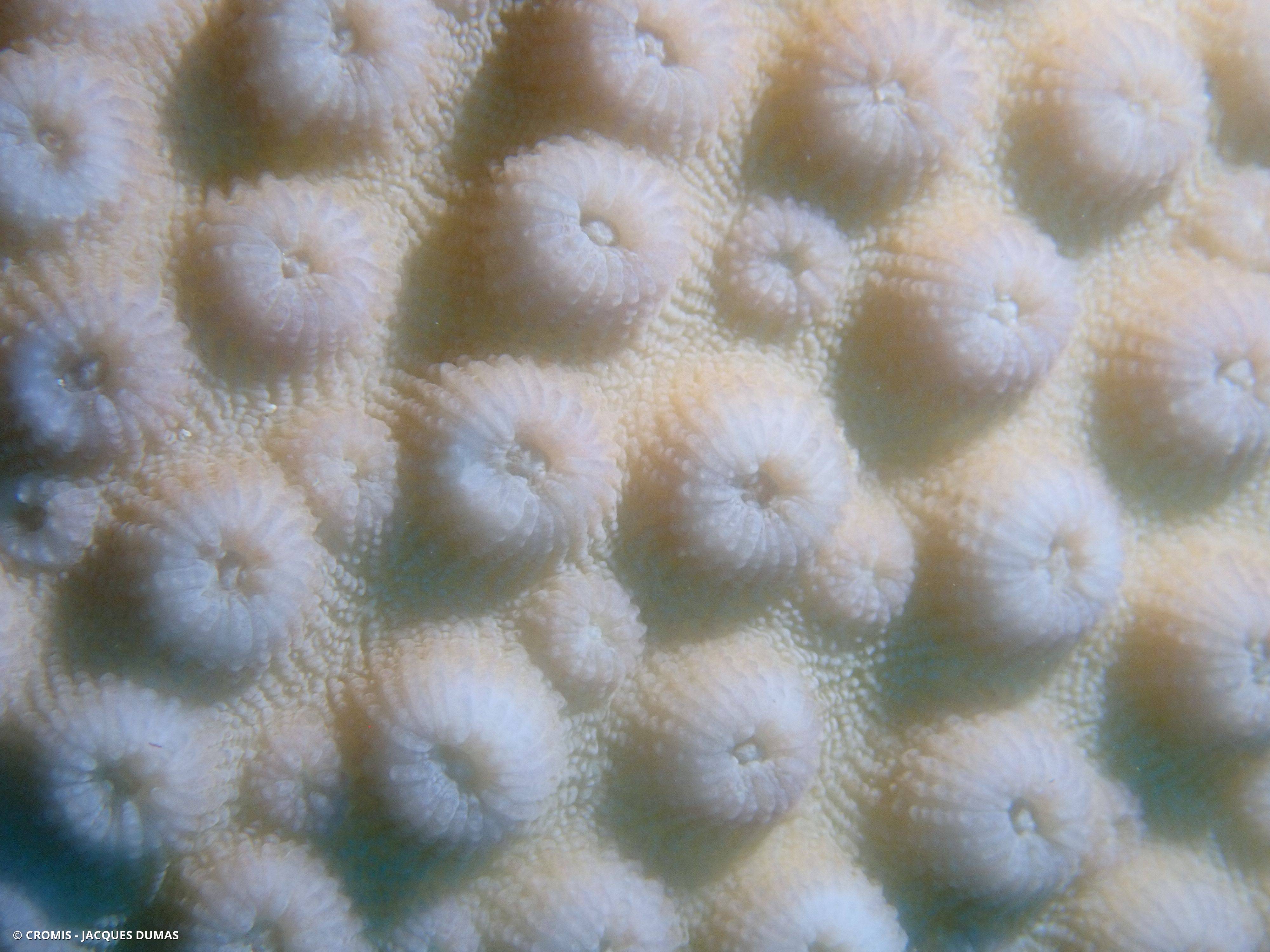 Corail étoile poreux