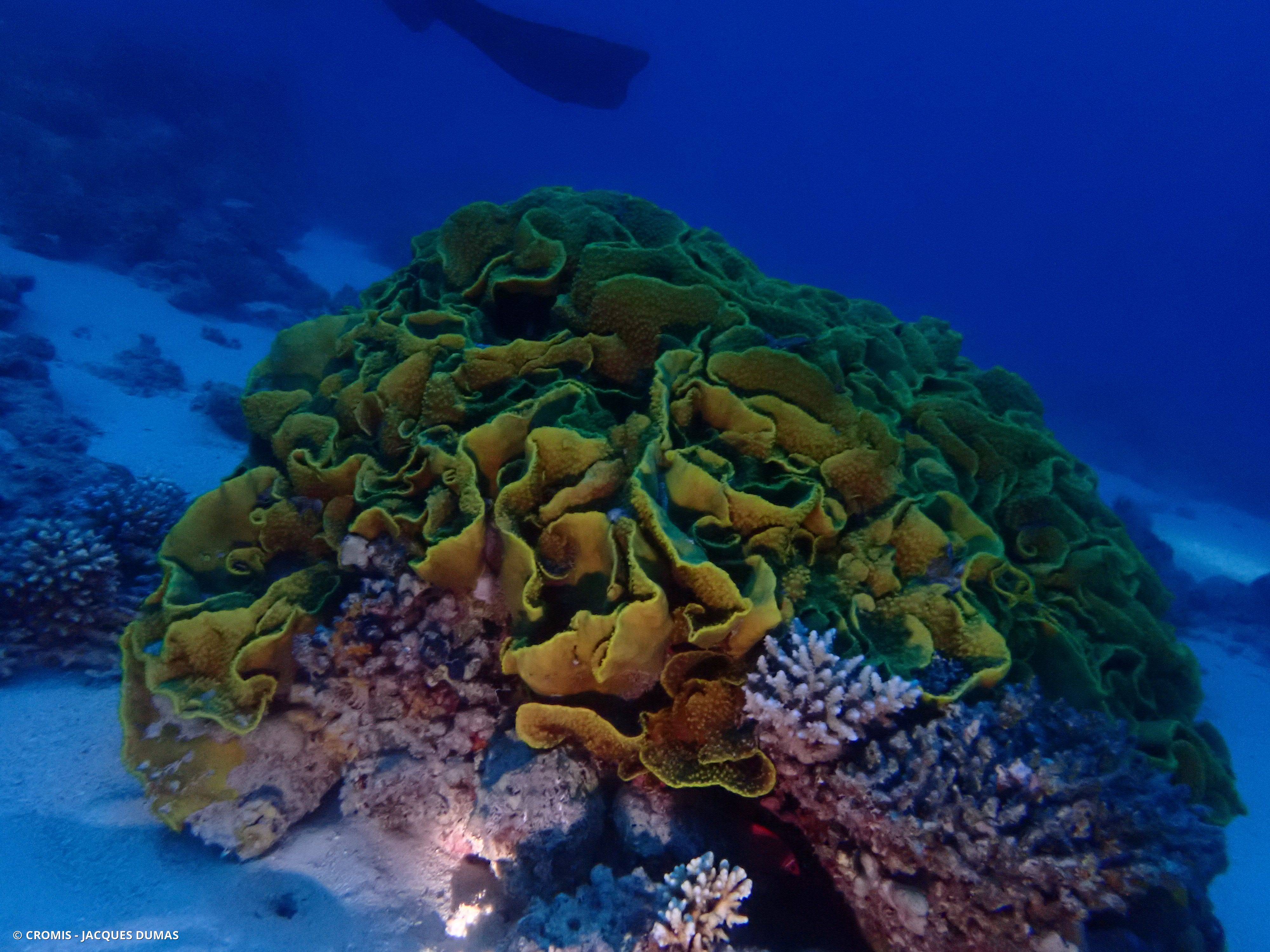 Corail coupe laitue