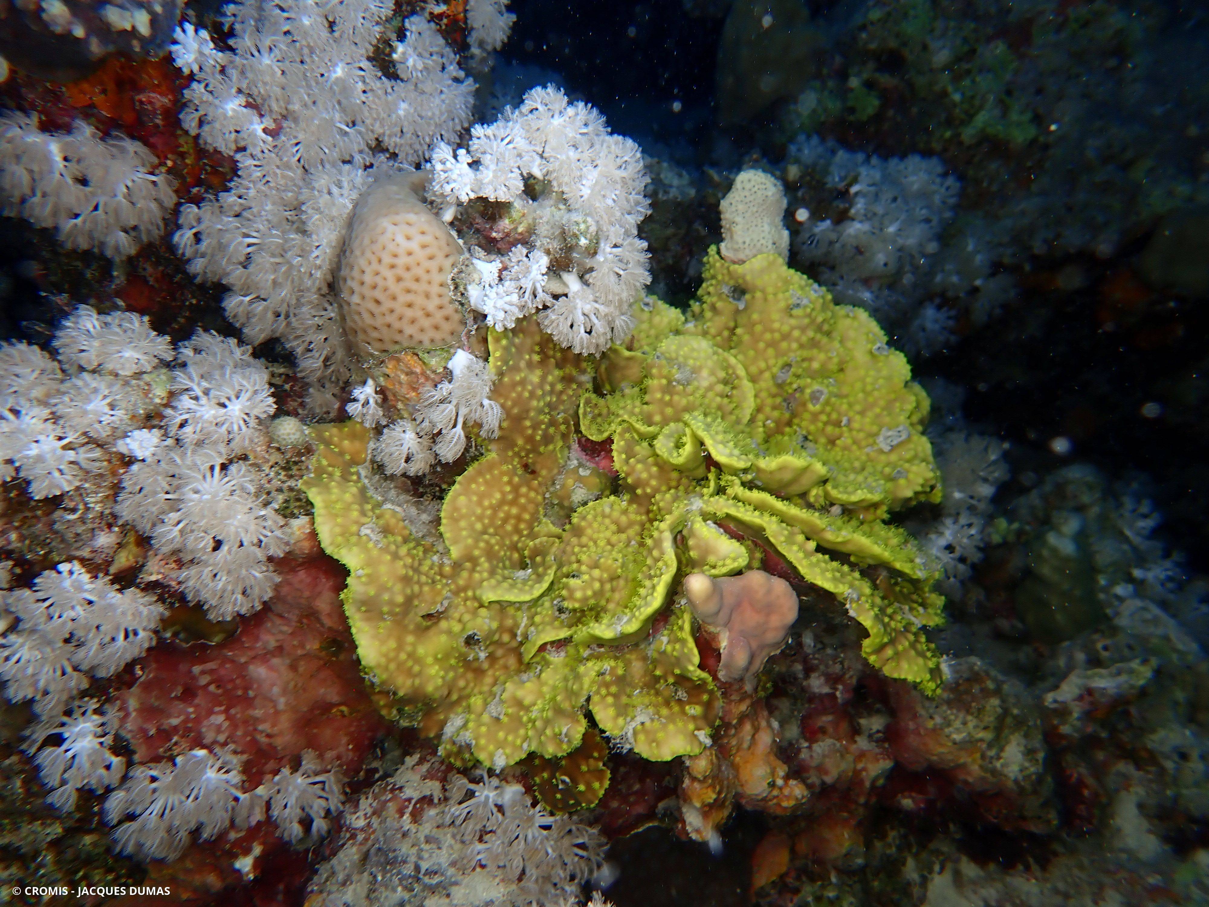 Corail coupe laitue