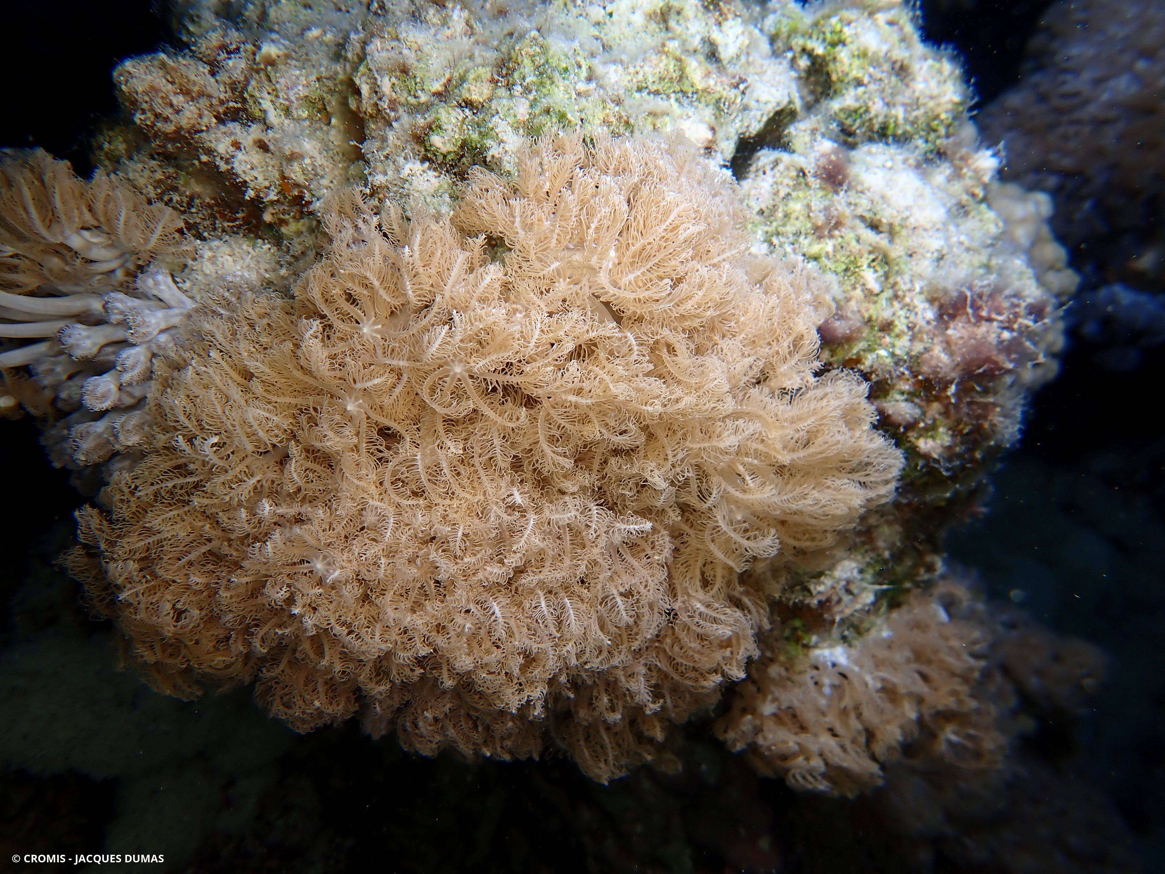 Corail plume d'autruche