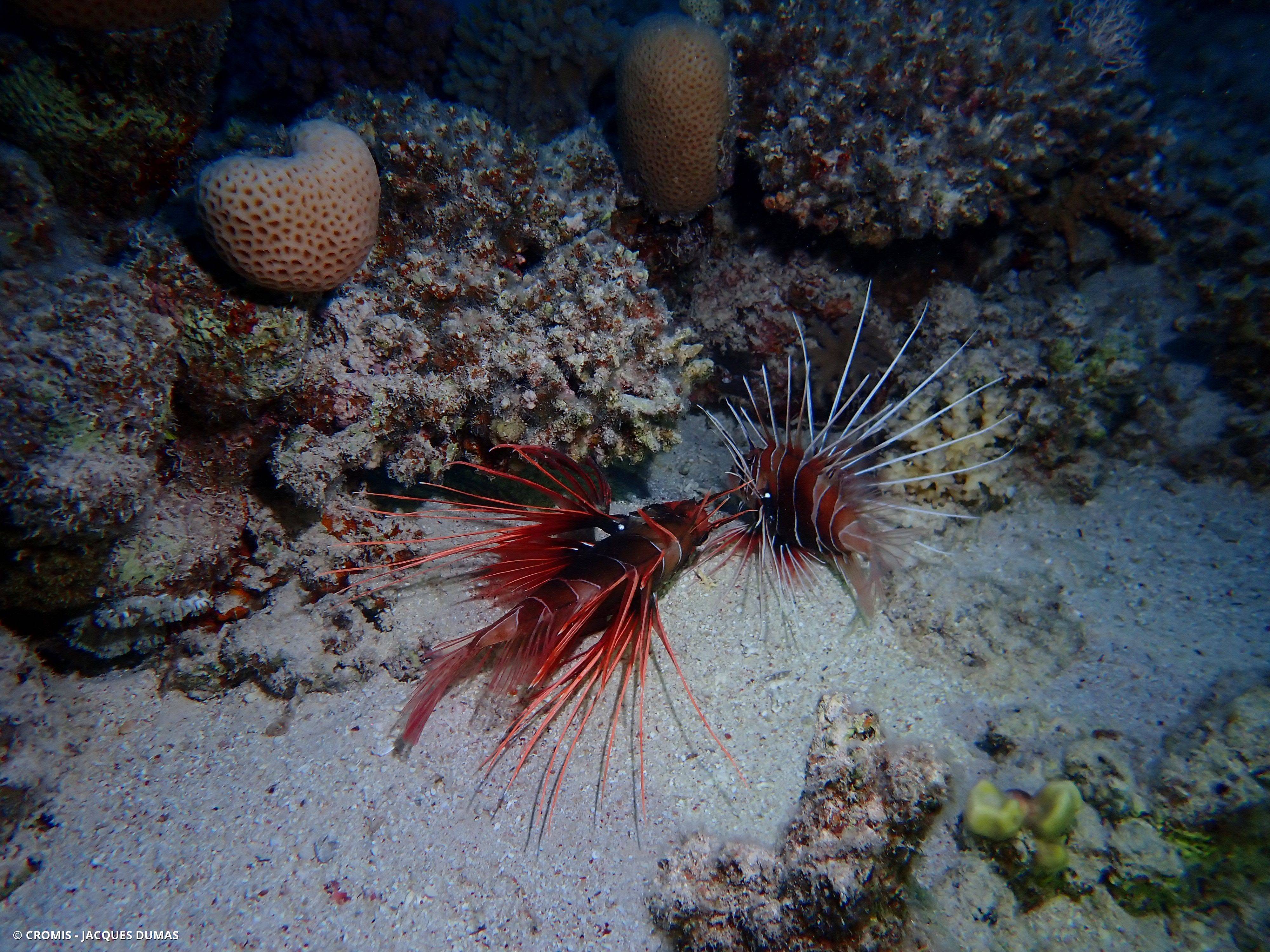 Poisson-lion de Mer Rouge