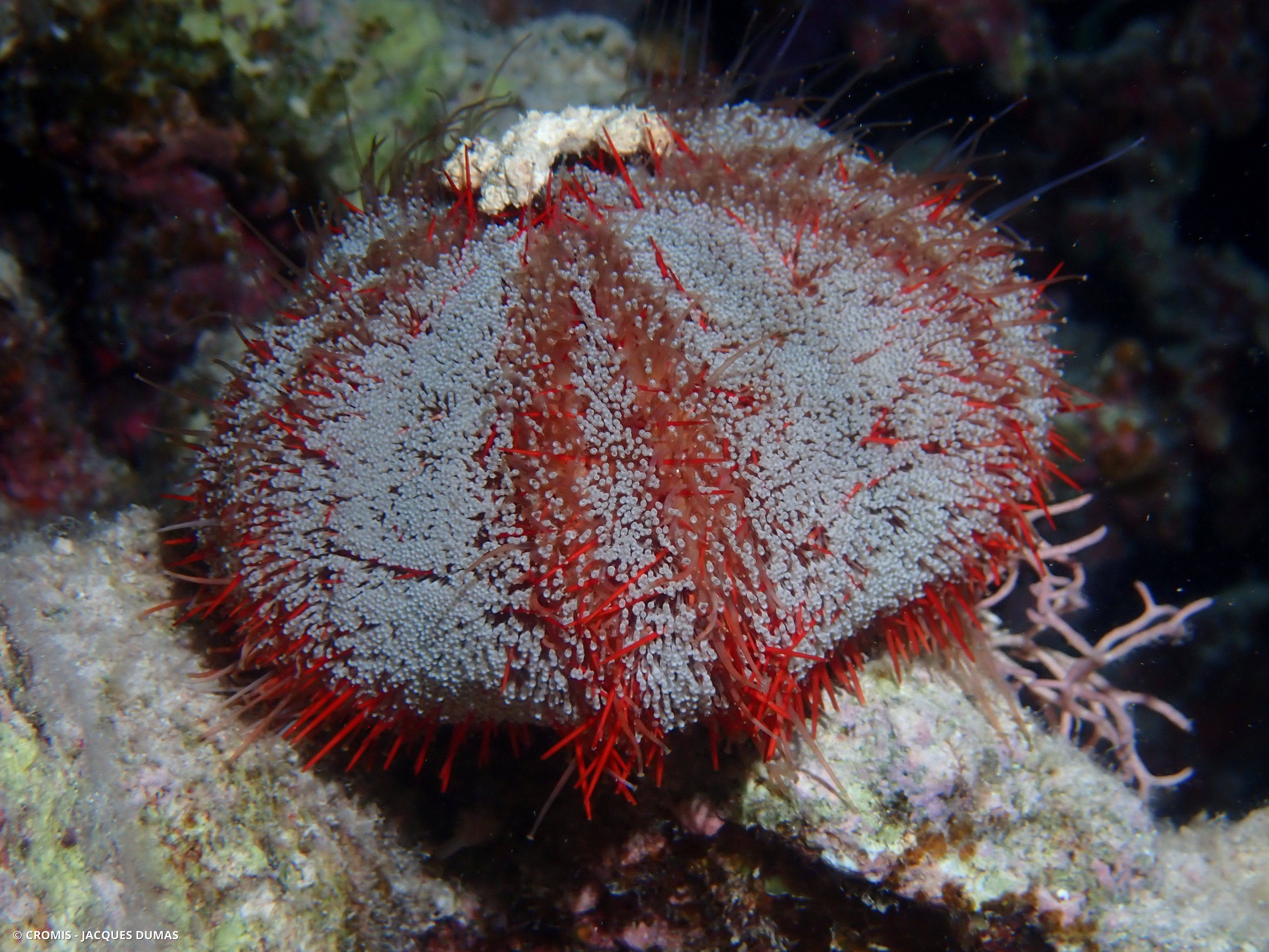 Oursin de feu de mer Rouge