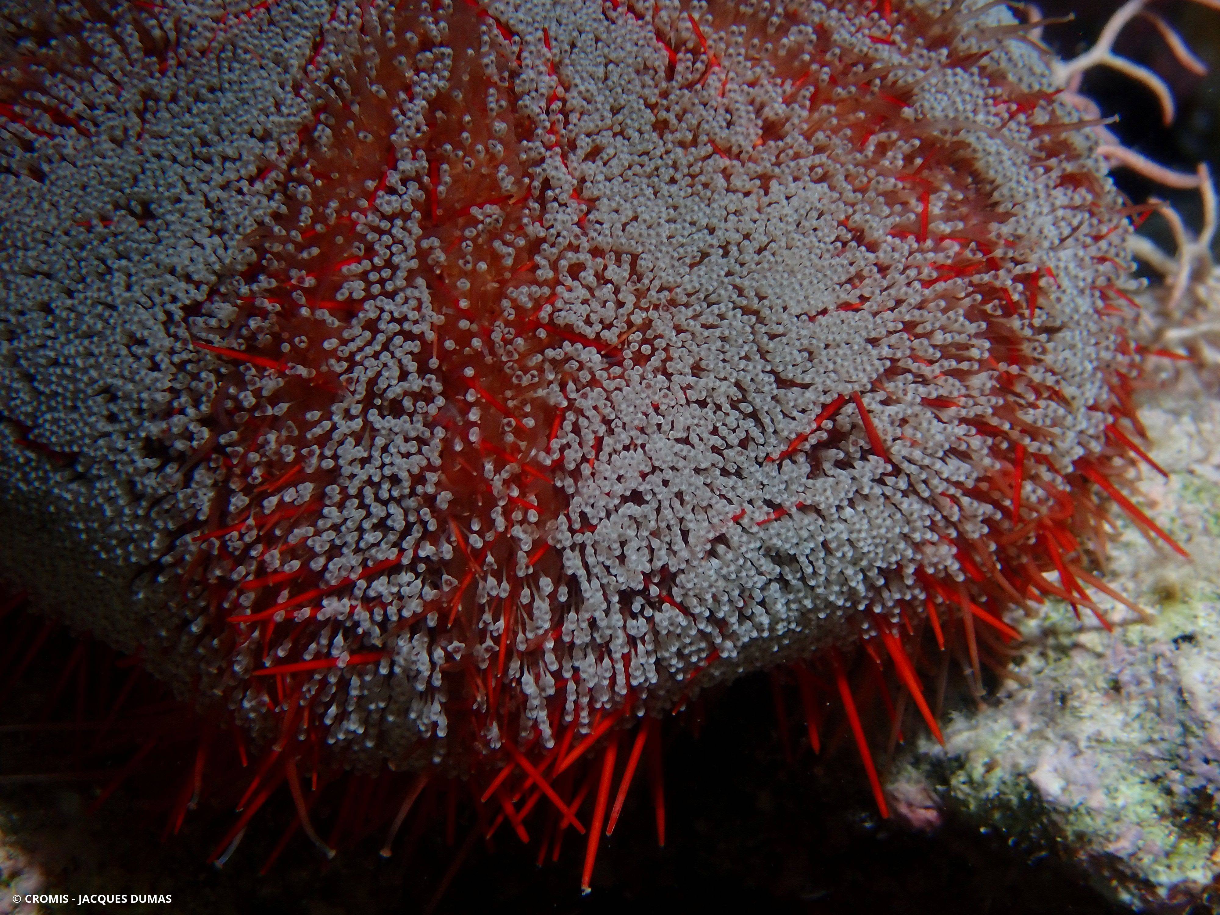 Oursin de feu de mer Rouge