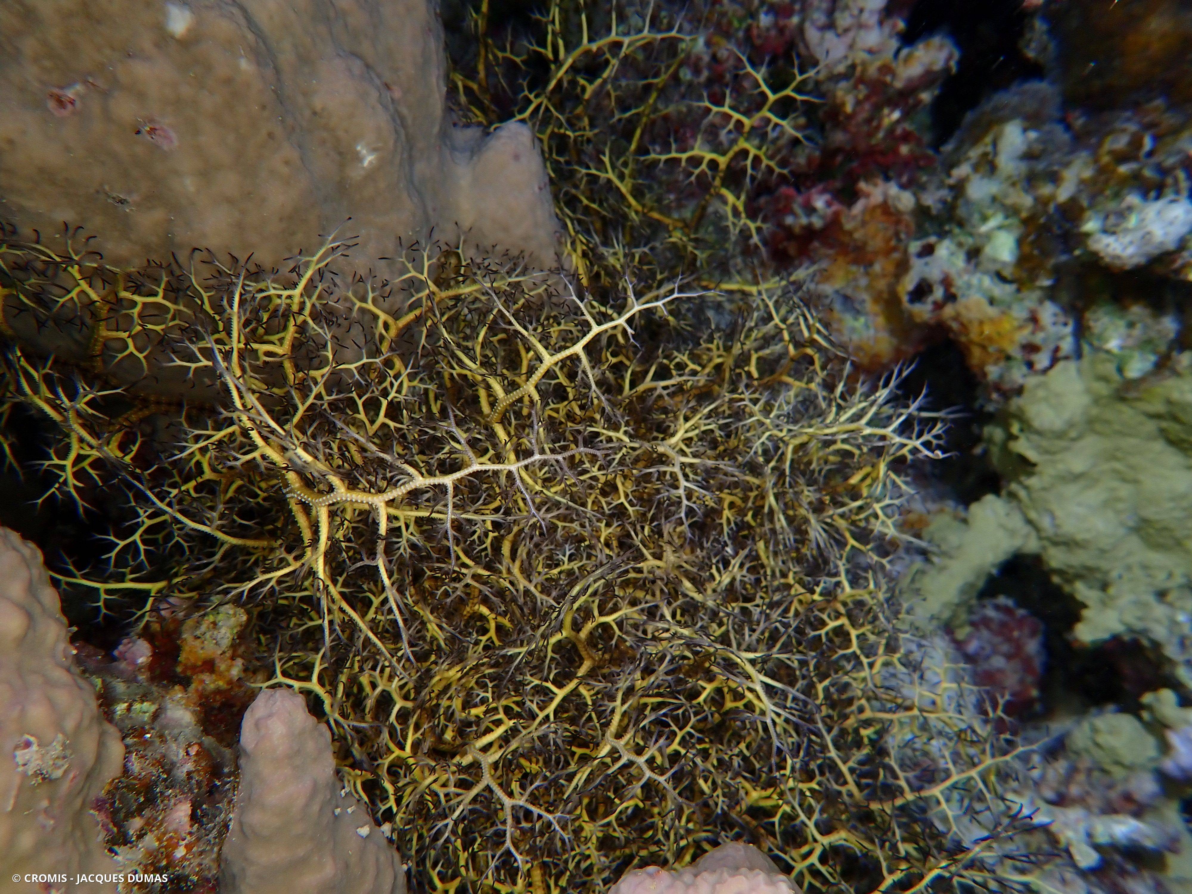 Gorgonocéphale nu