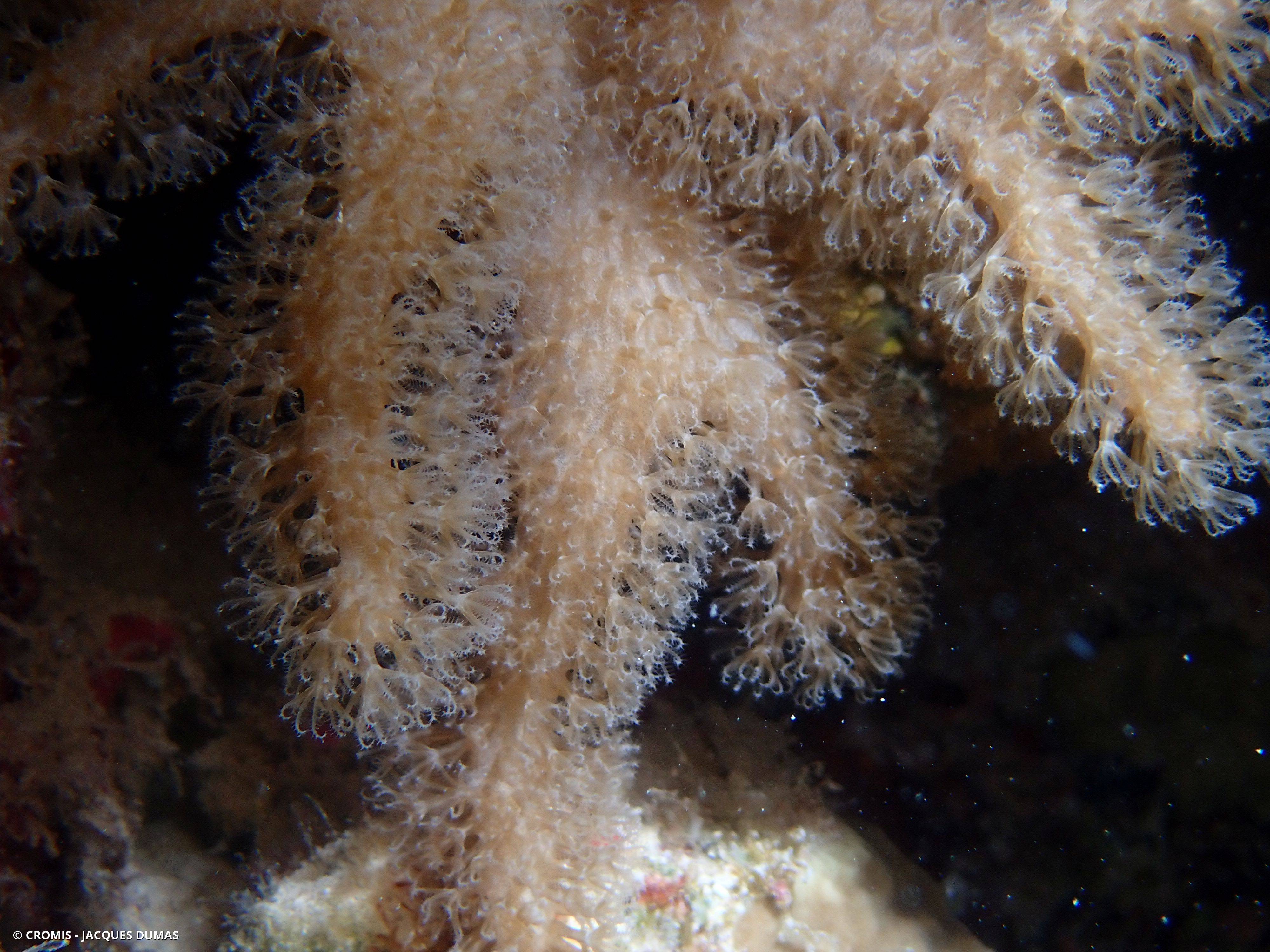 Gorgone polydactyle