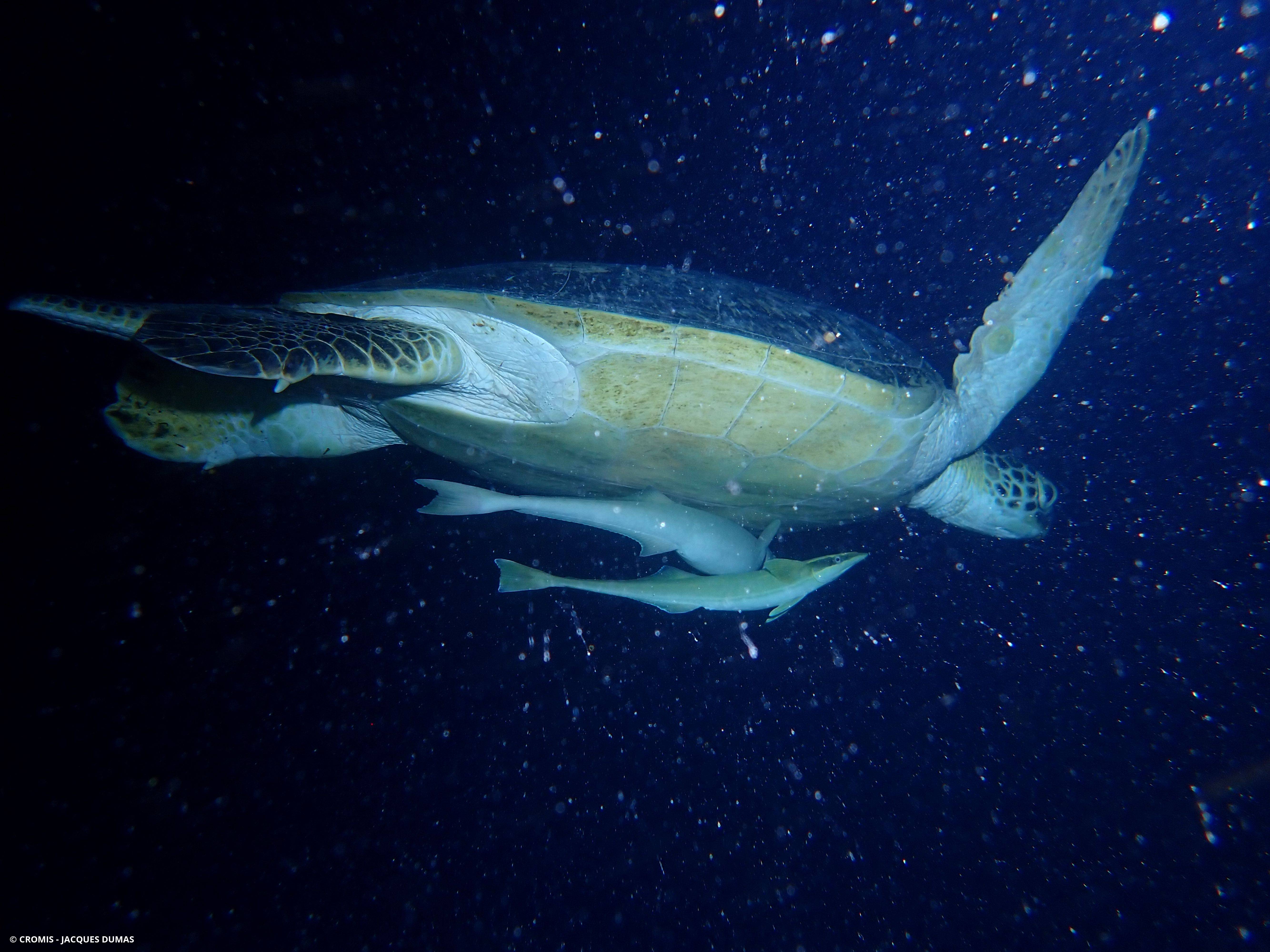 Tortue imbriquée