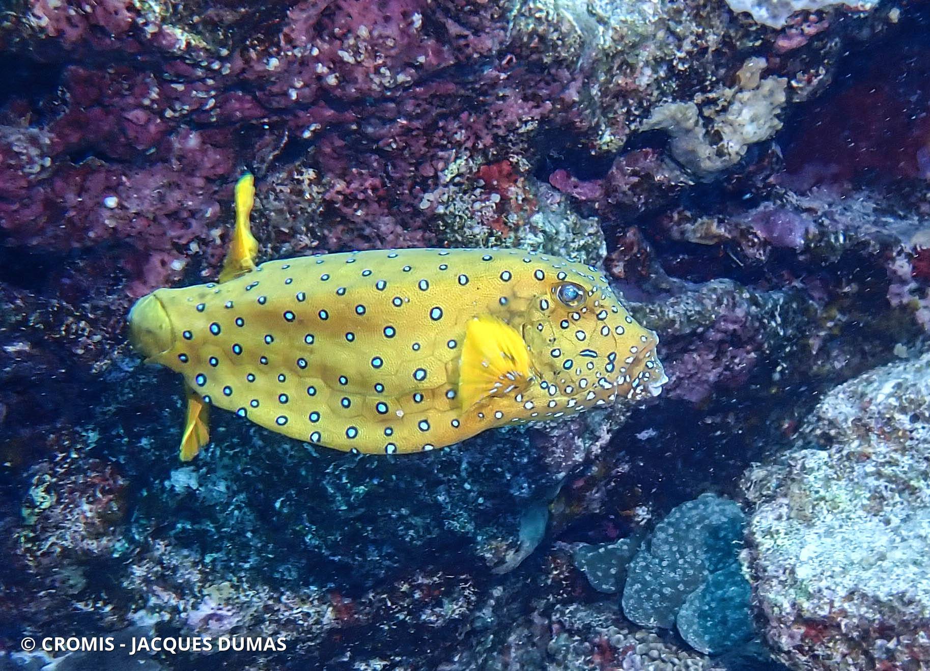 Poisson-coffre jaune