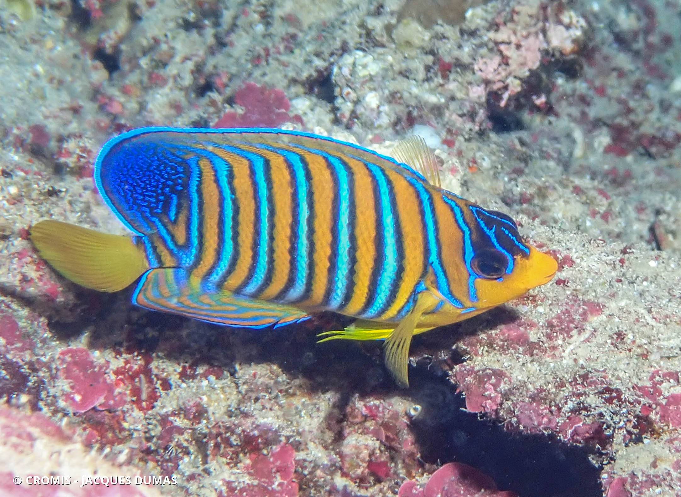 Poisson-ange duc