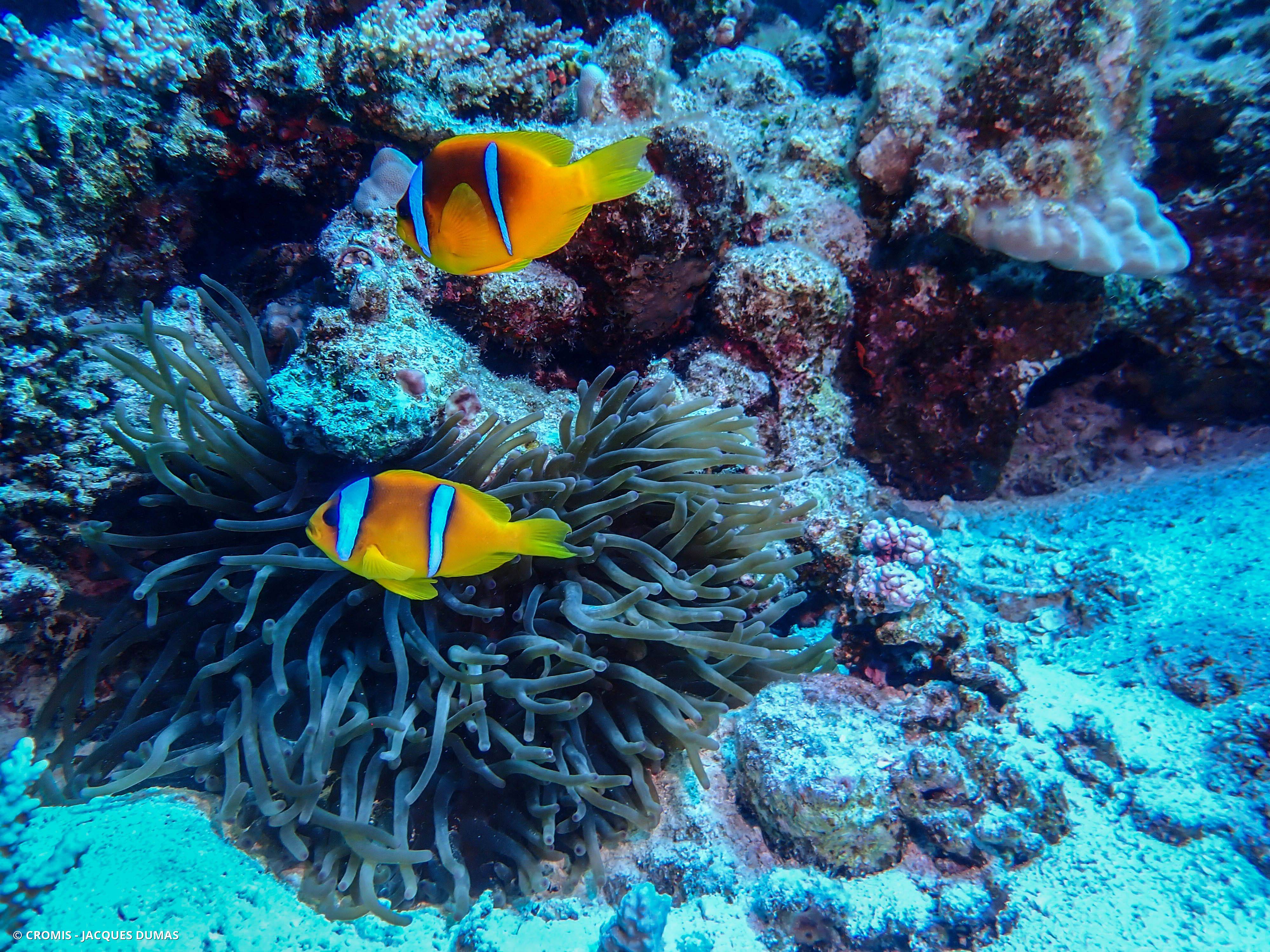Poisson-clown à deux bandes