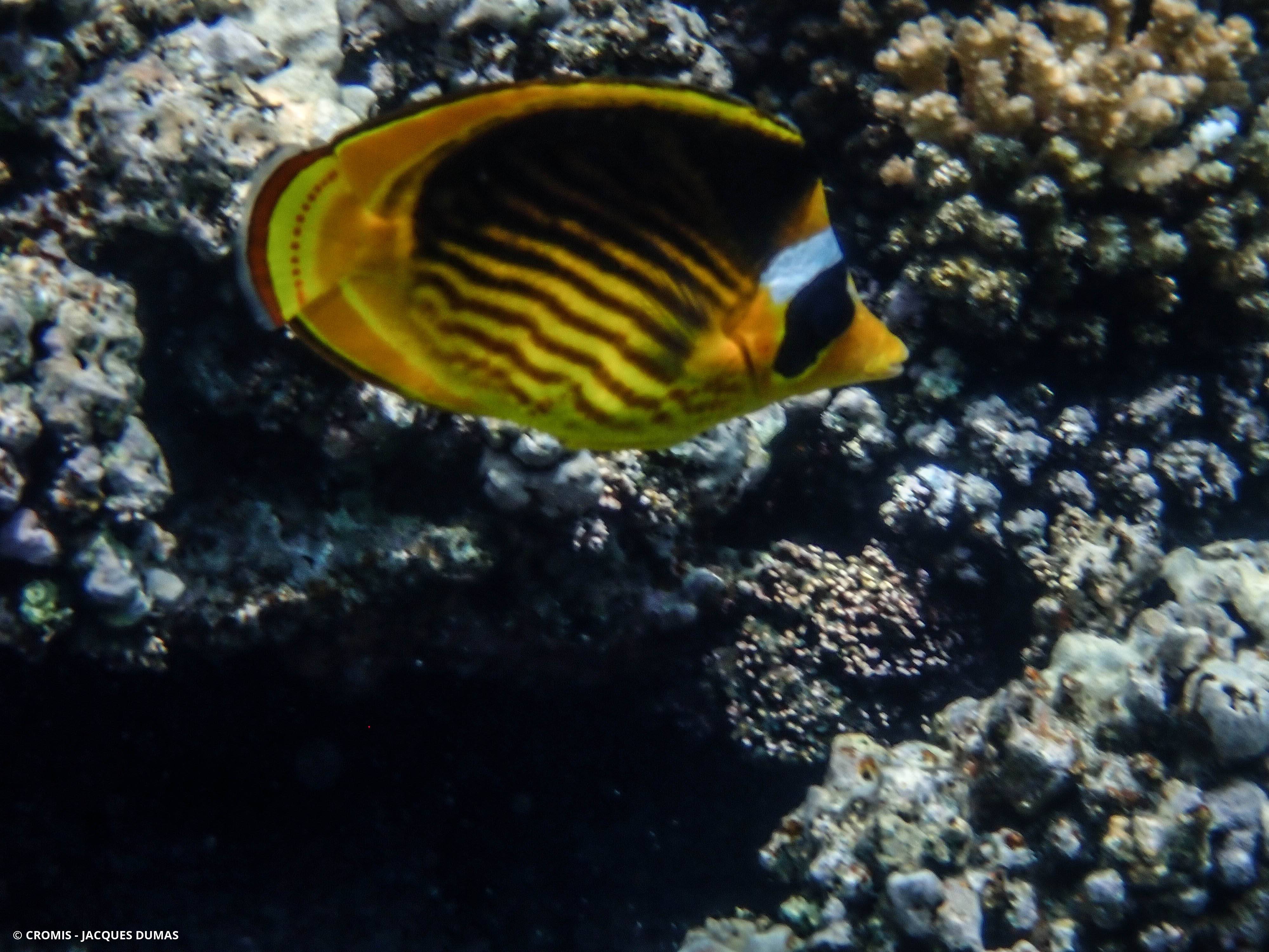 Poisson-papillon raton laveur de Mer Rouge