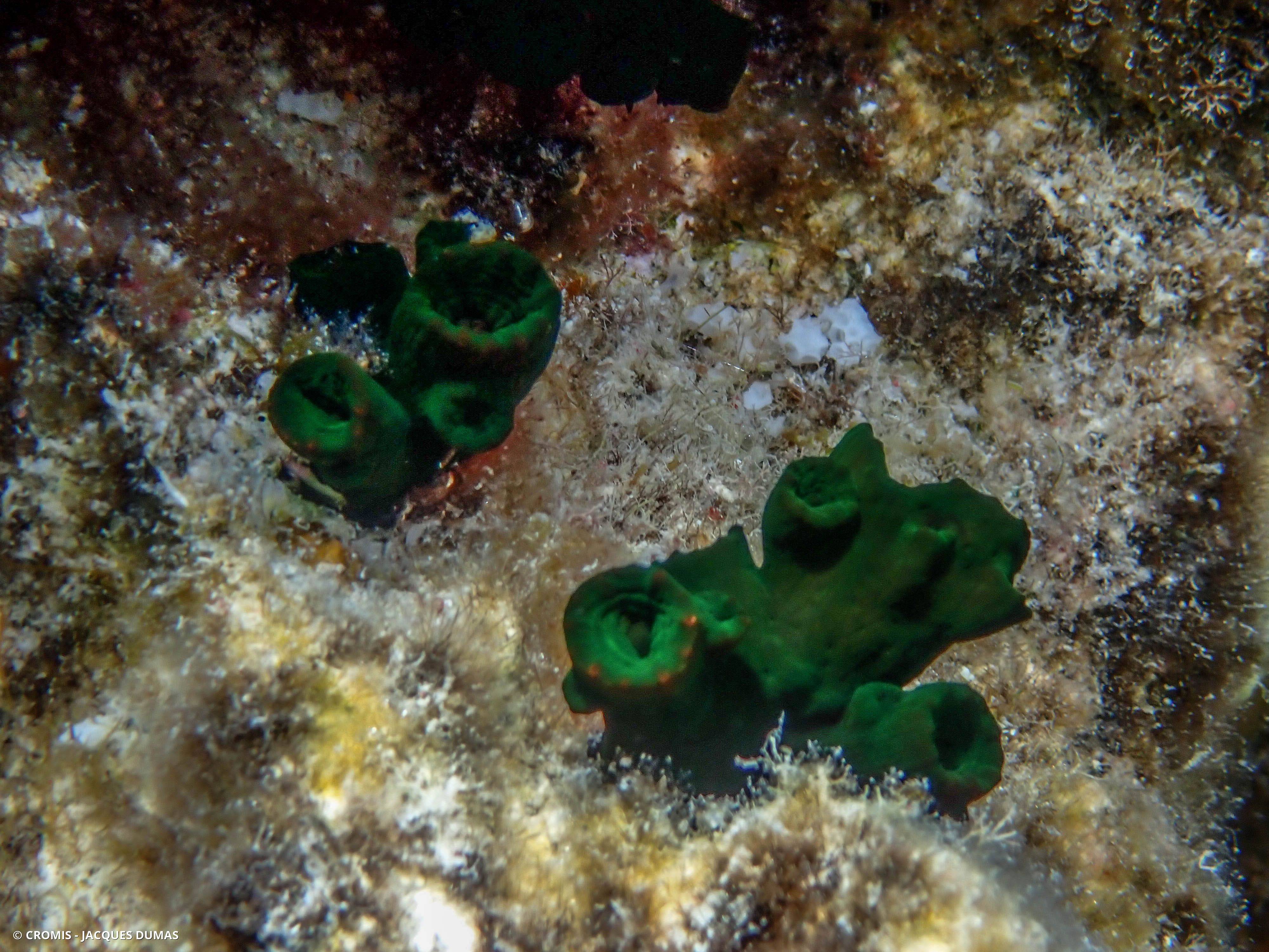 Tubastrée arborescente