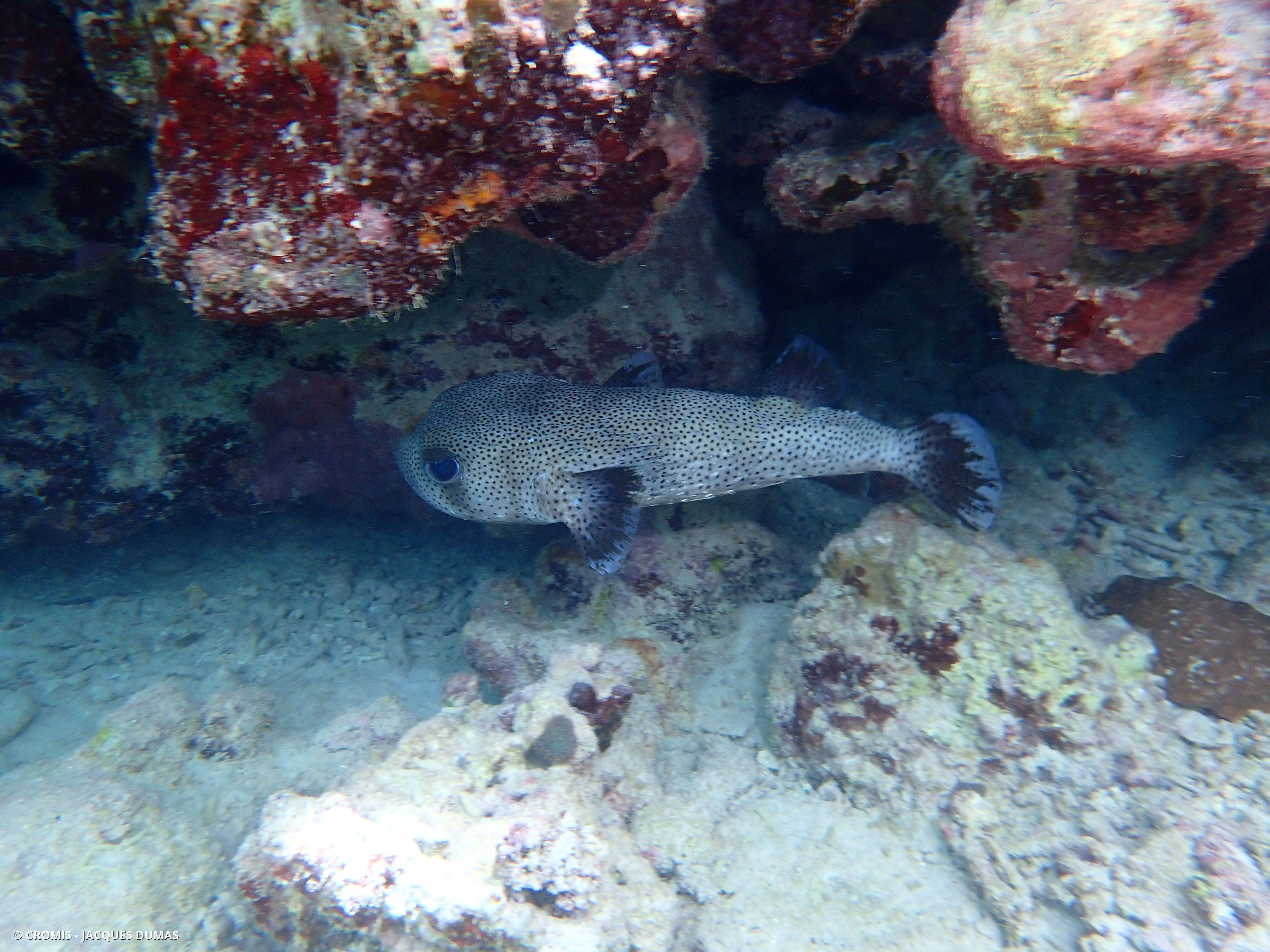 Poisson-grand porc-épic