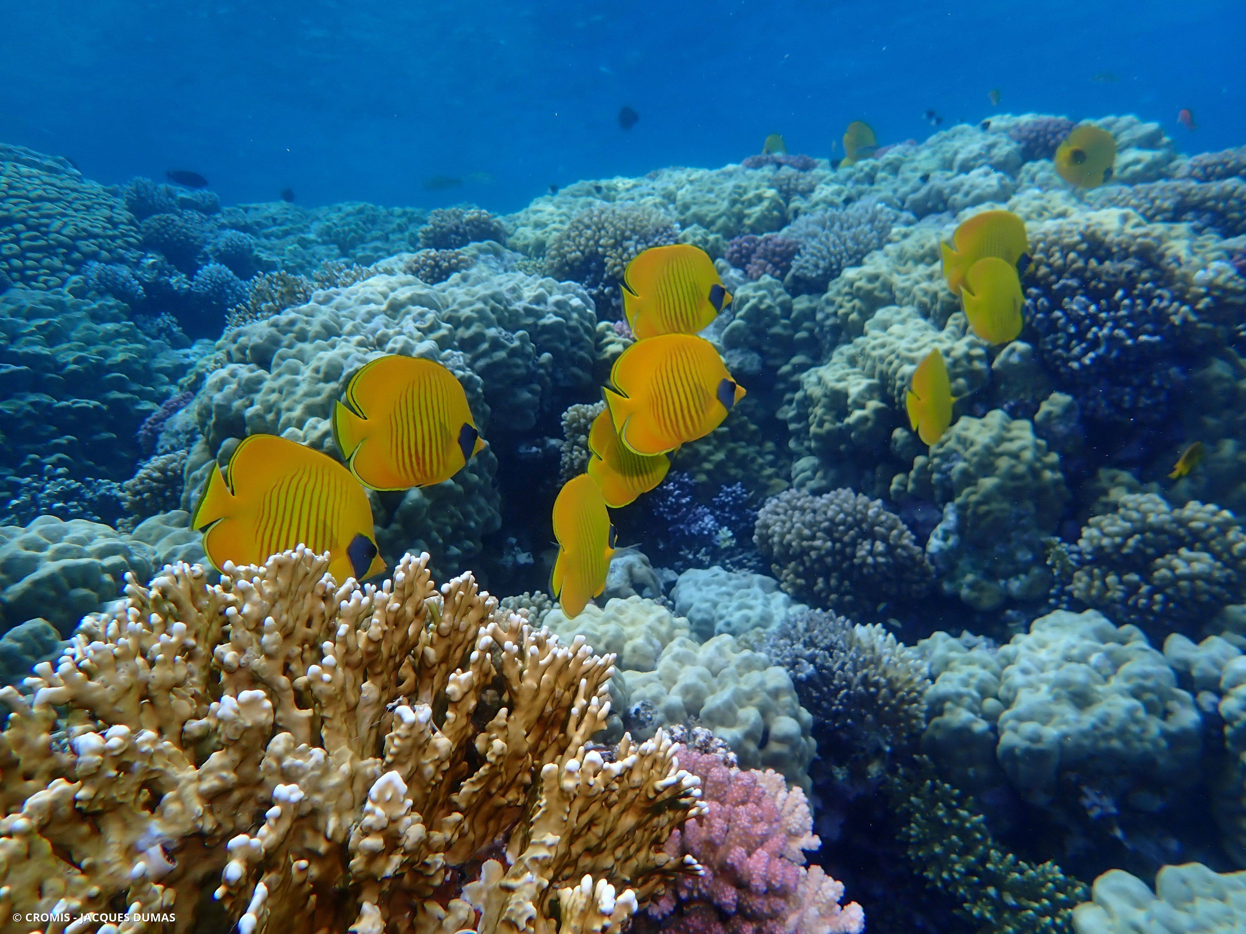 Poisson-papillon jaune masqué
