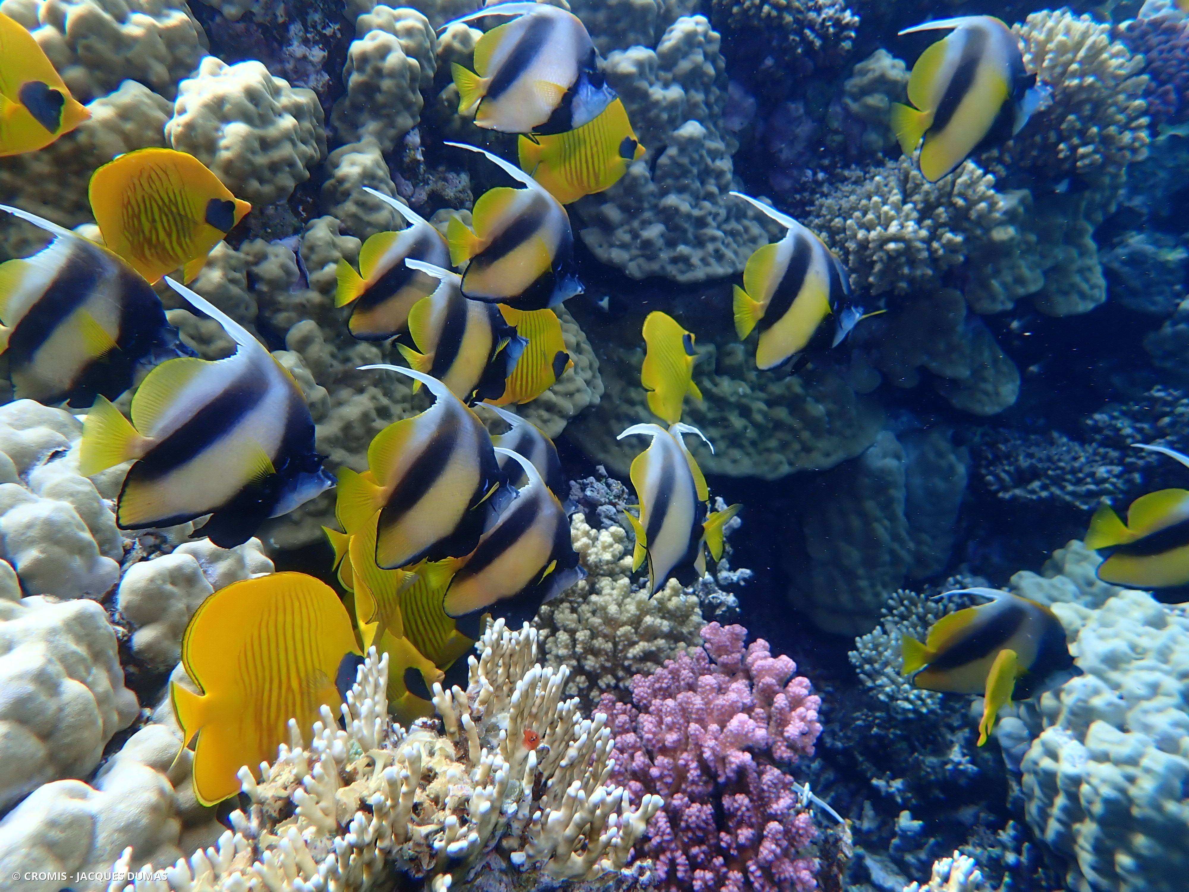 Poisson-cocher de Mer Rouge