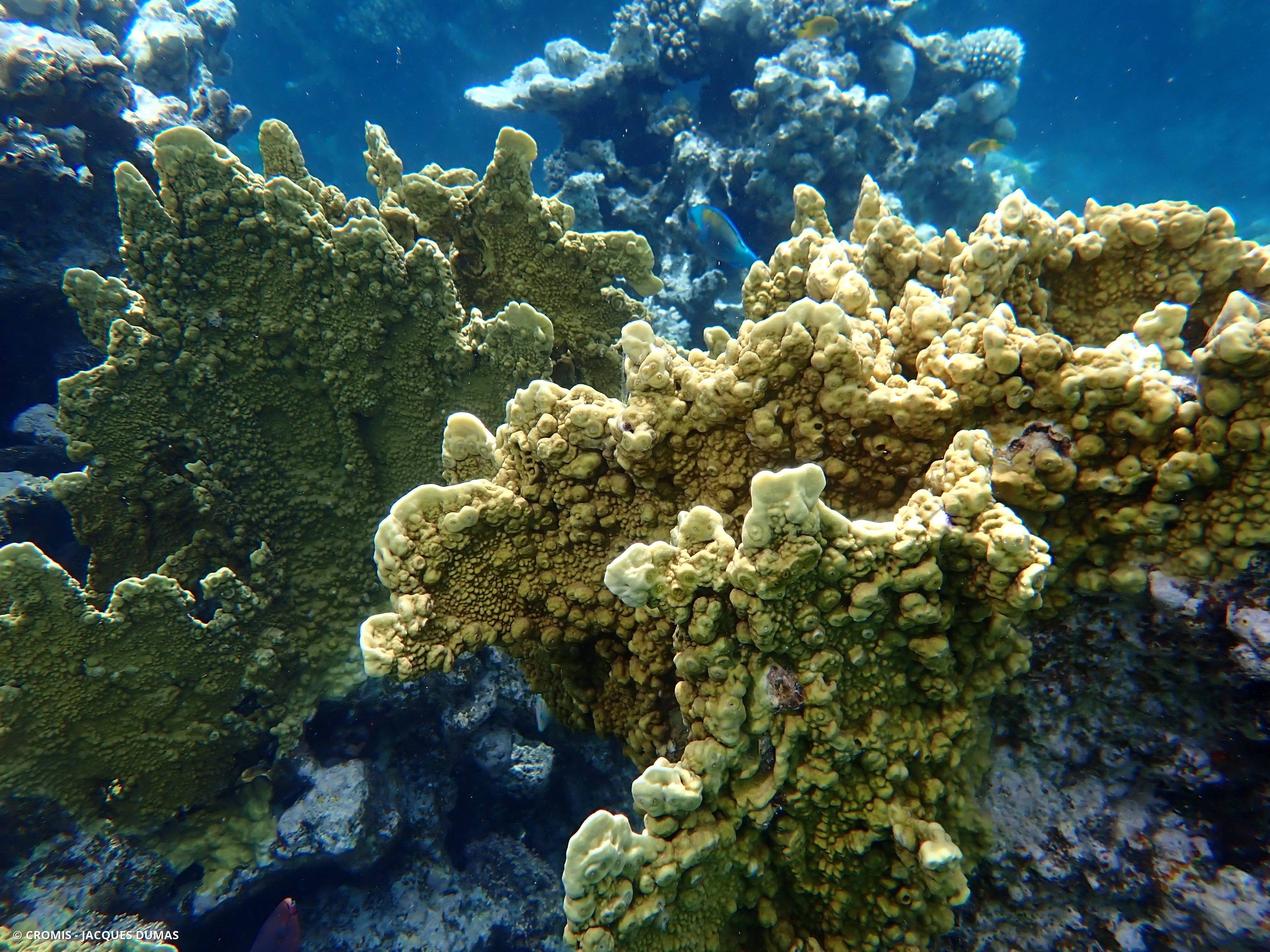 Corail de feu en plaques