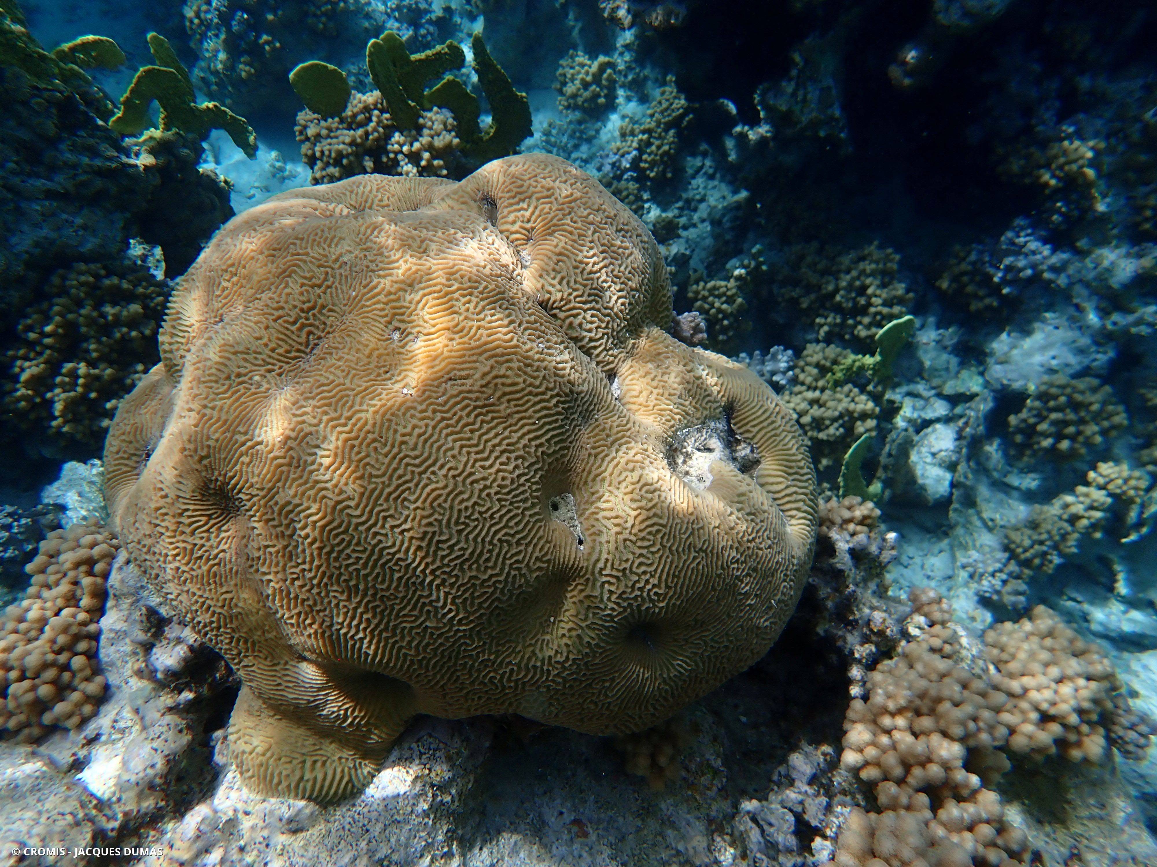 Corail cerveau dédale
