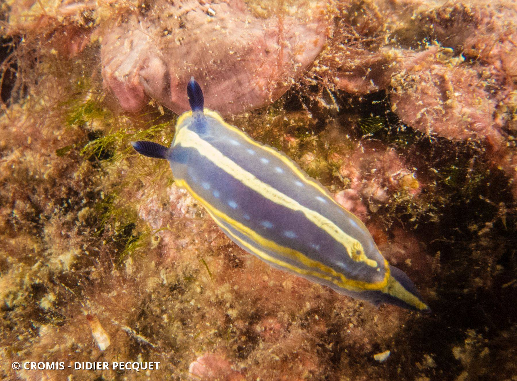 Doris tricolore