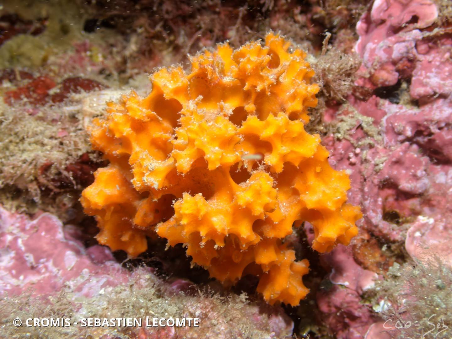 Eponge épineuse orange