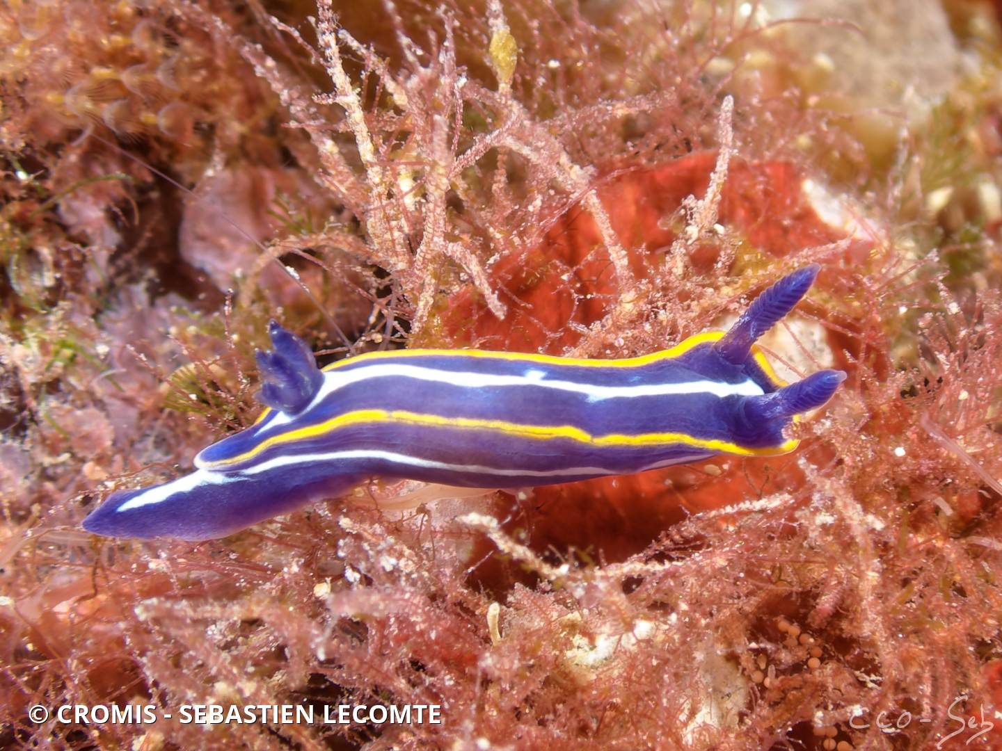 Doris tricolore