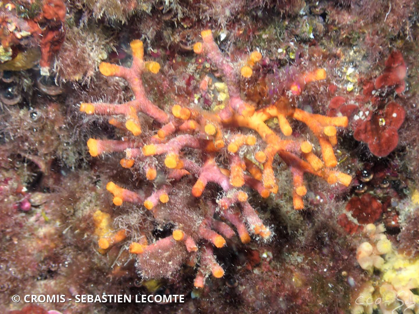 Faux corail
