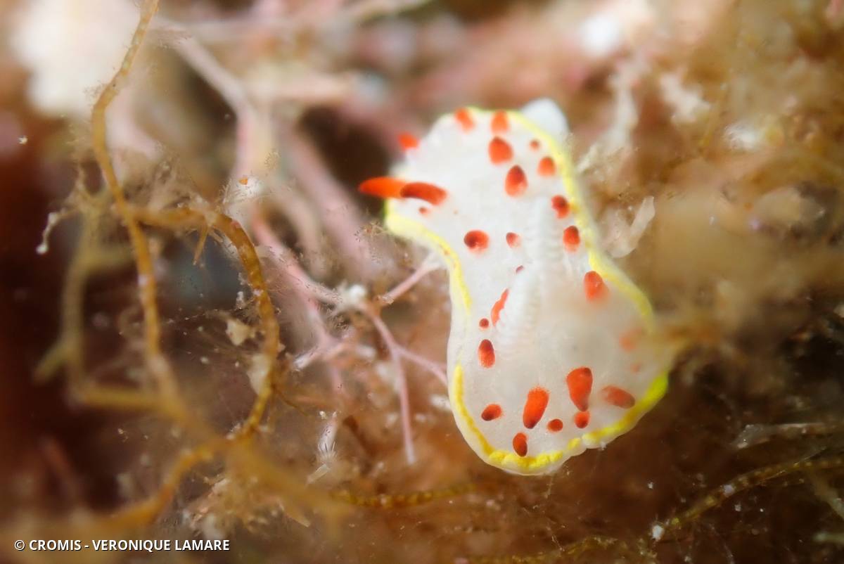Doris à papilles rouges