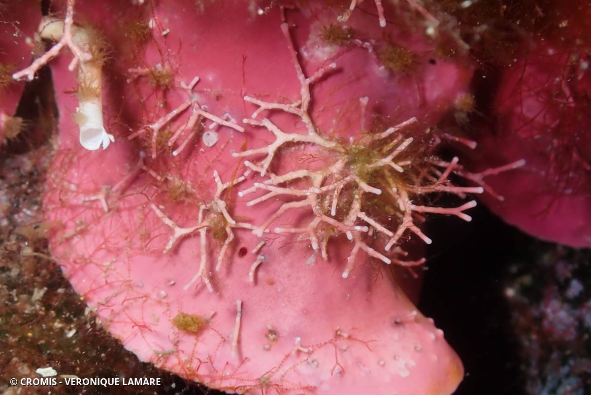 Amphiroa sciaphile