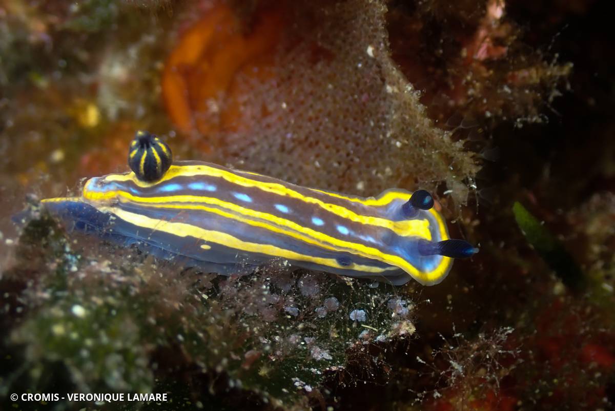 Doris tricolore
