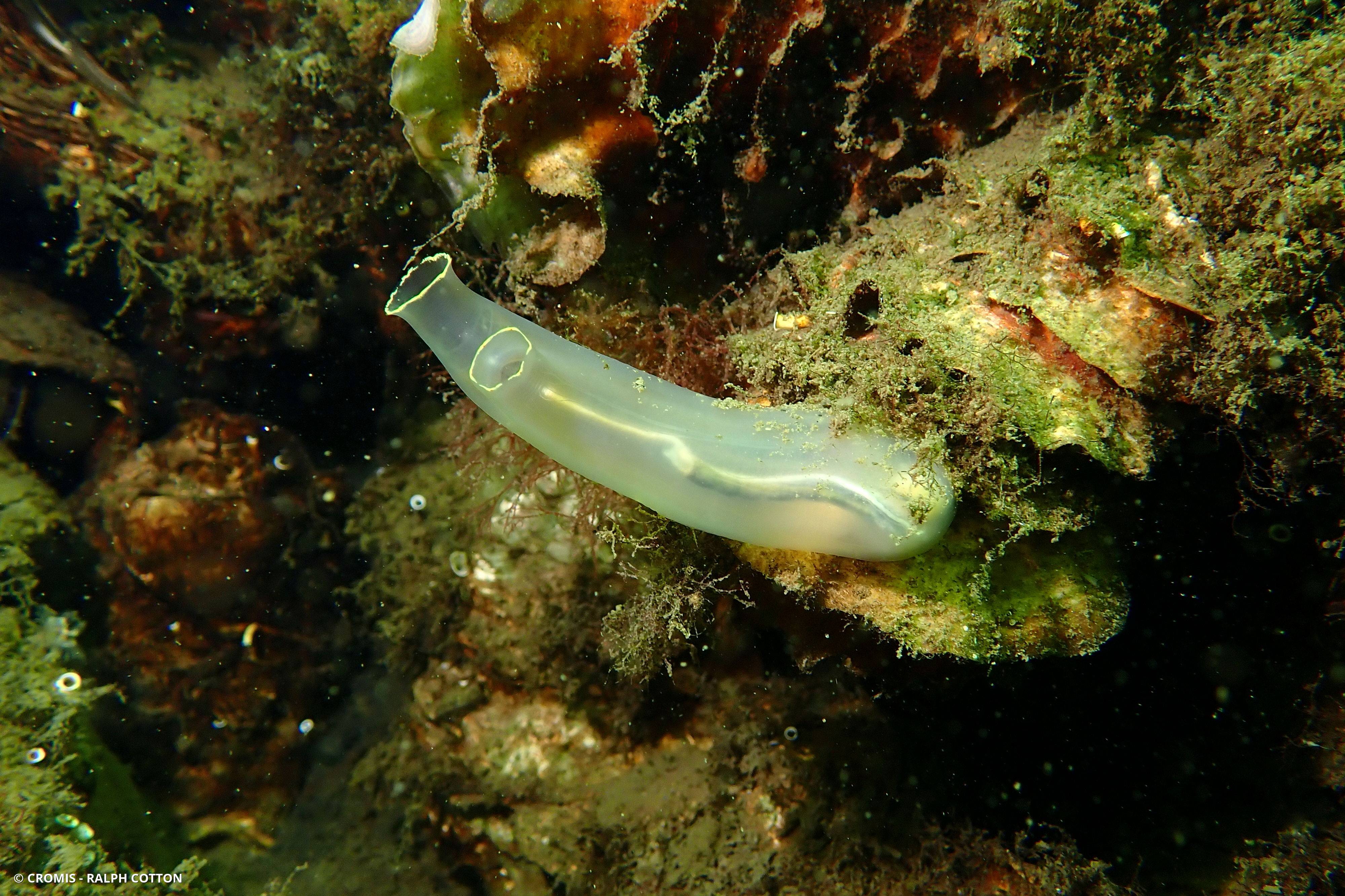 Cione intestinale