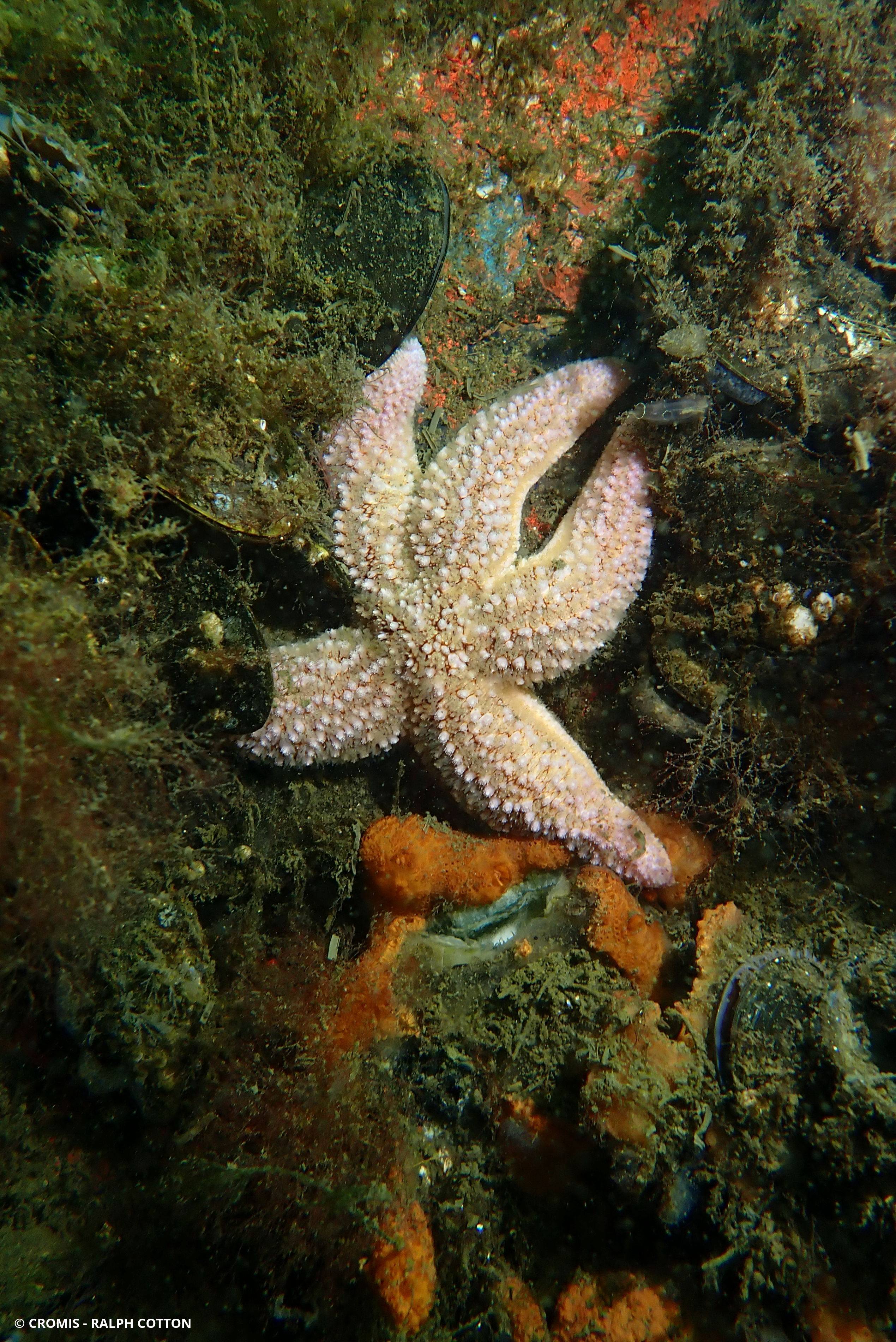 Étoile de mer commune