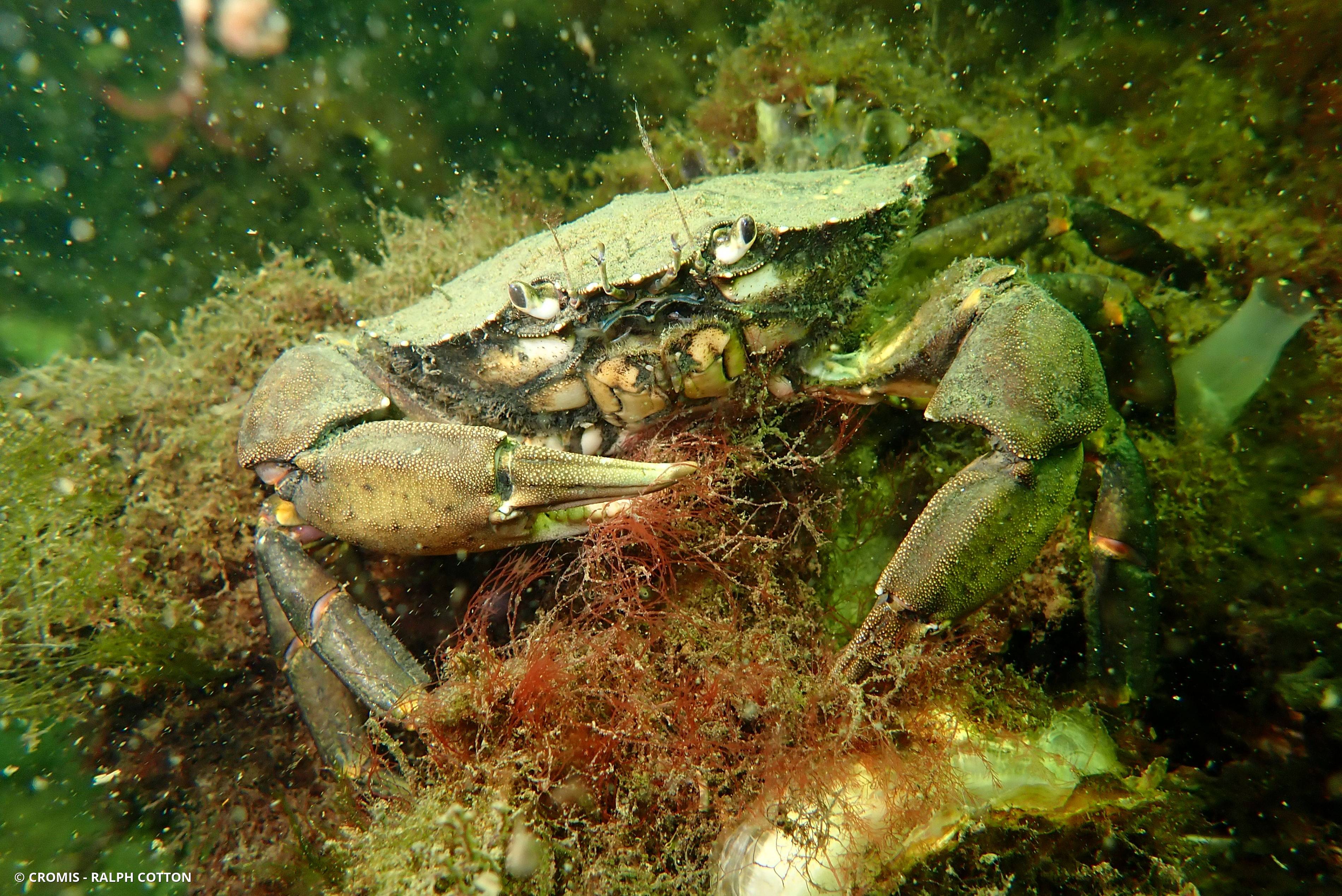 Crabe vert