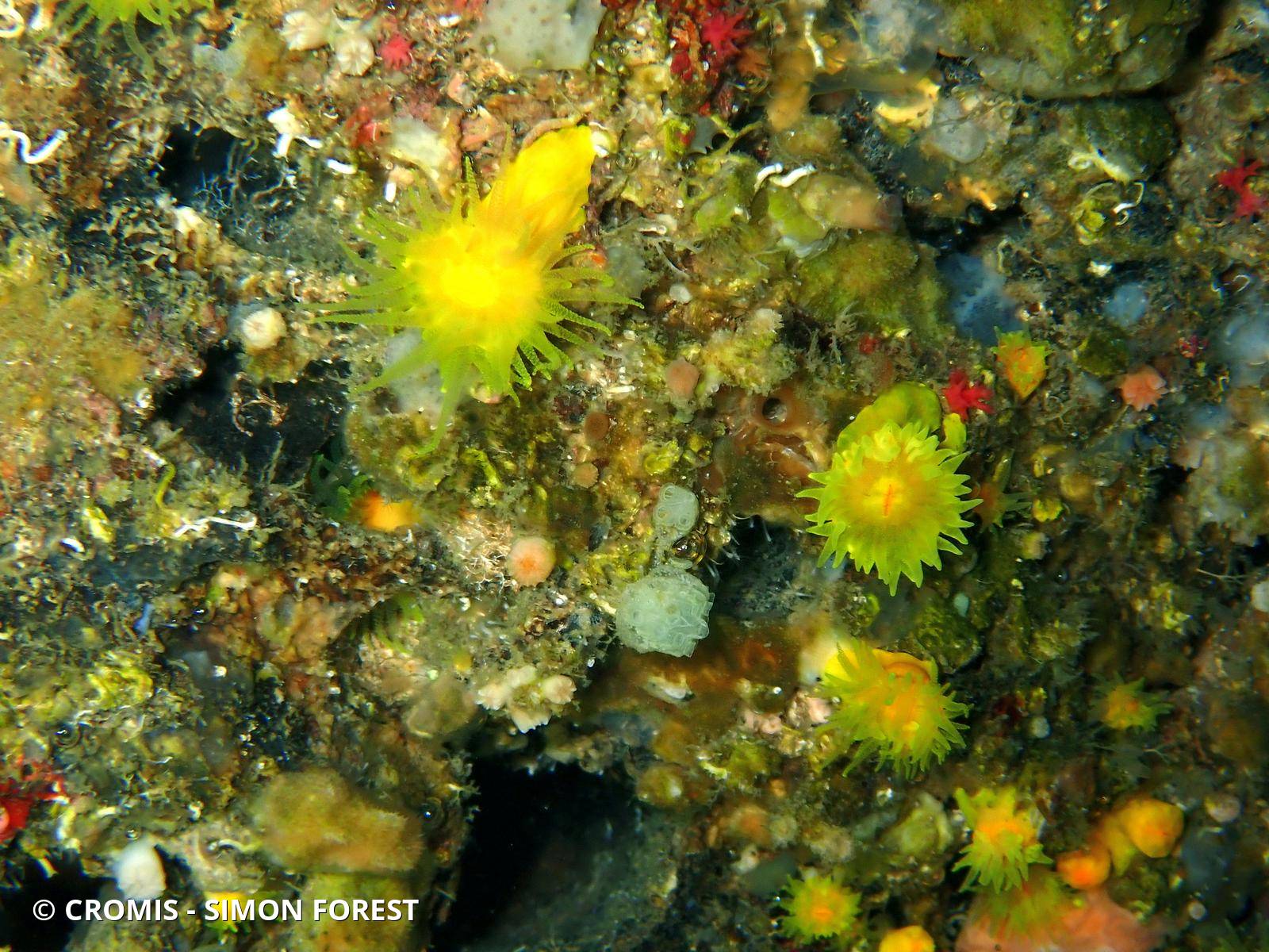 Corail jaune solitaire