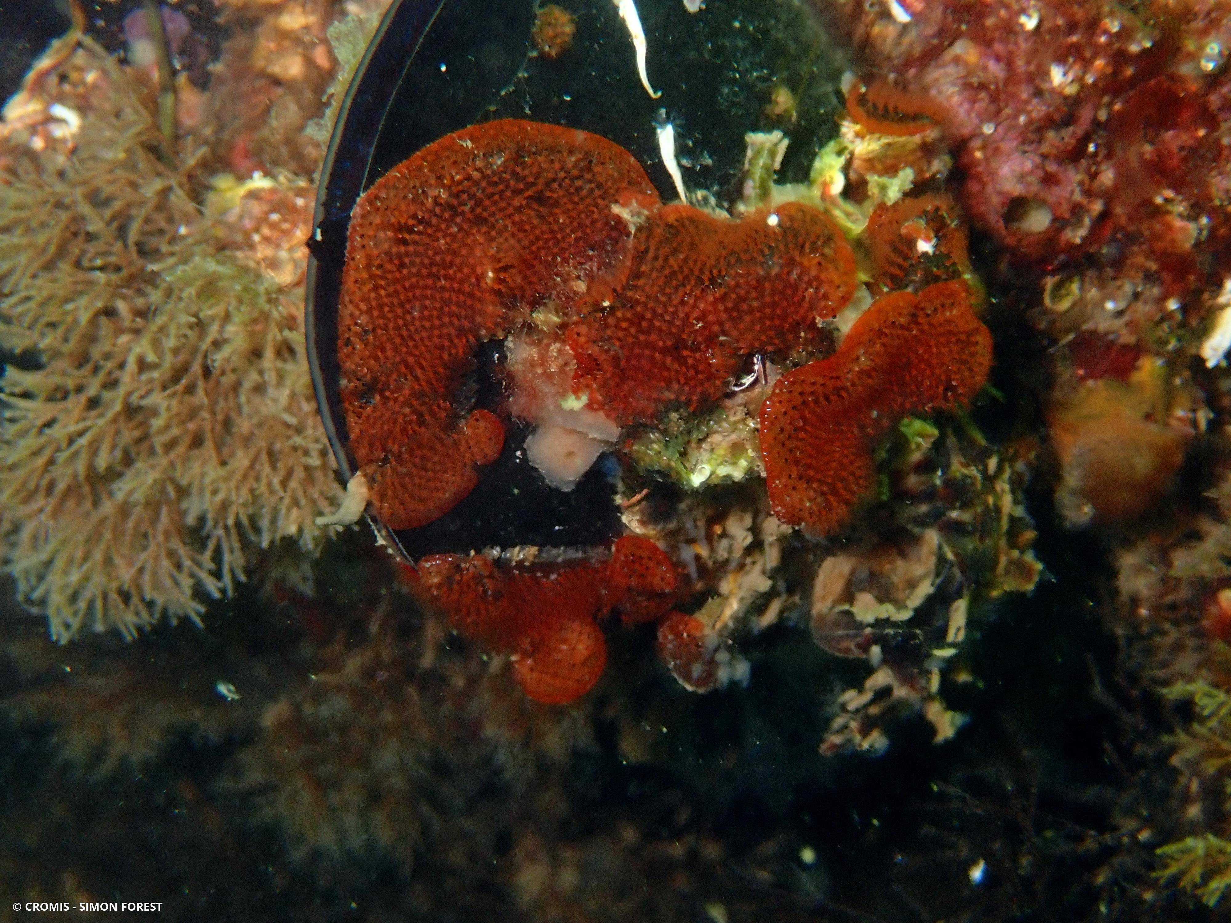 Bryozoaire violet foncé à grands zoïdes