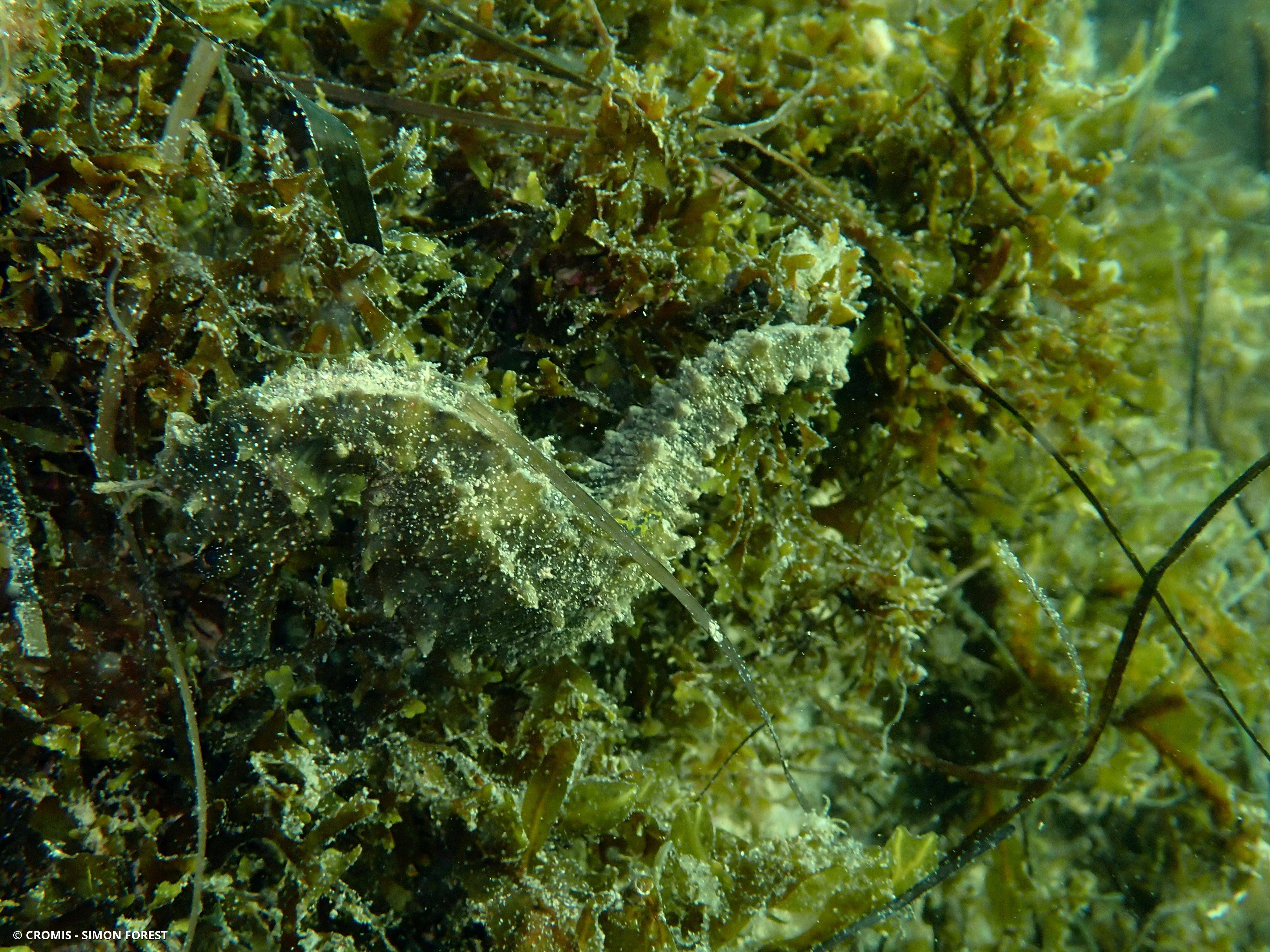 Hippocampe moucheté