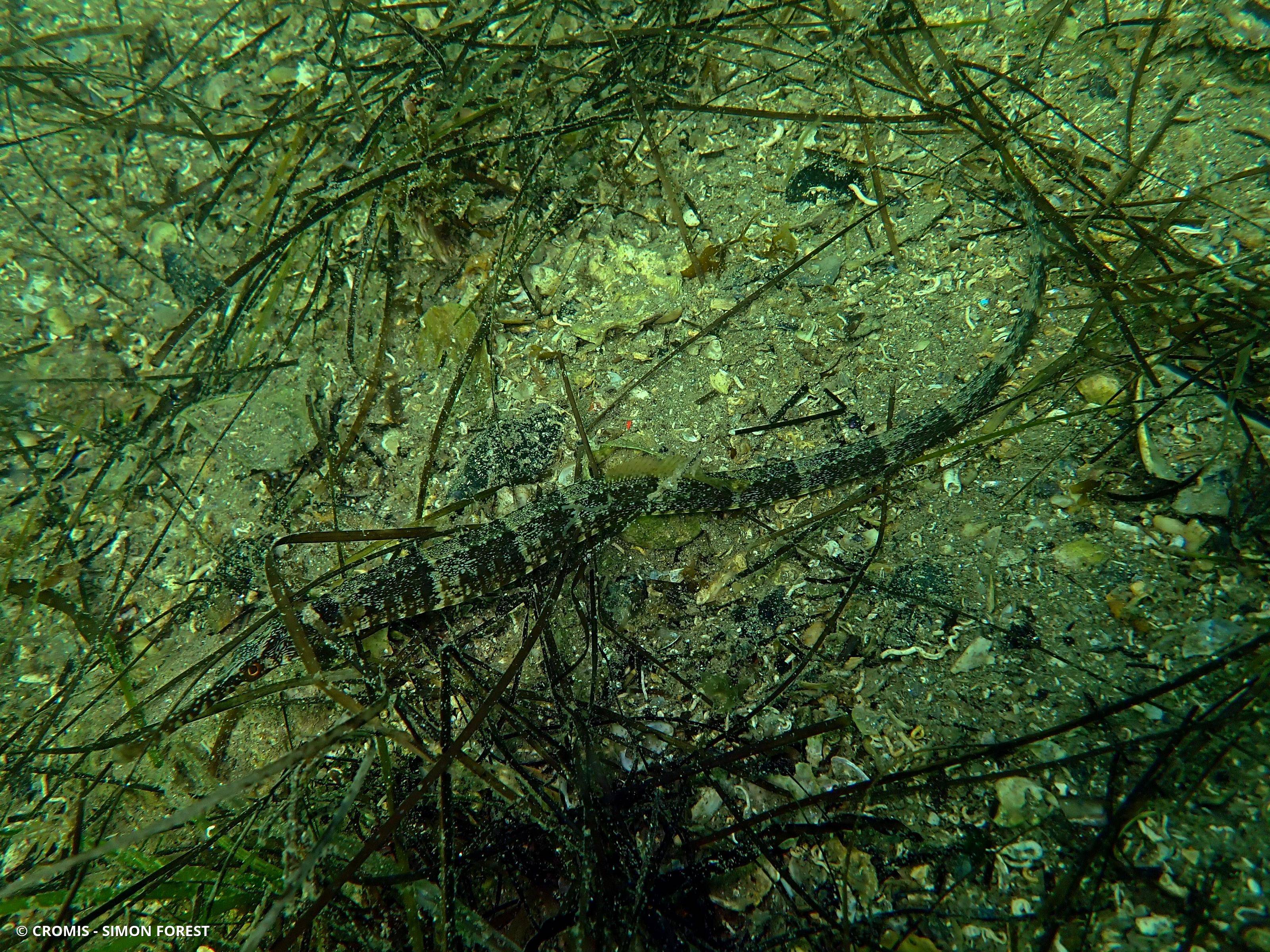 Syngnathe à museau long de Méditerranée occidentale