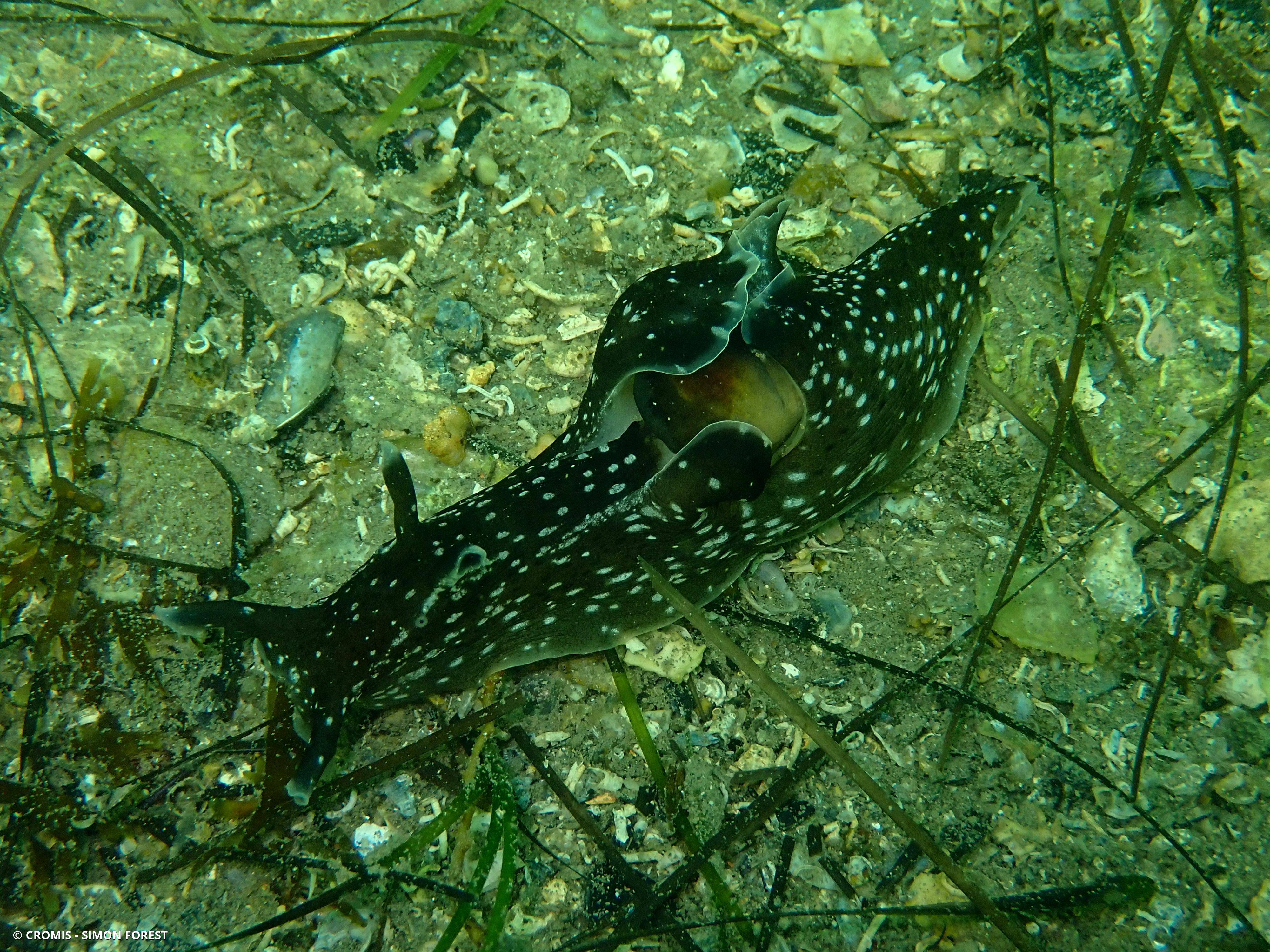 Lièvre de mer moucheté