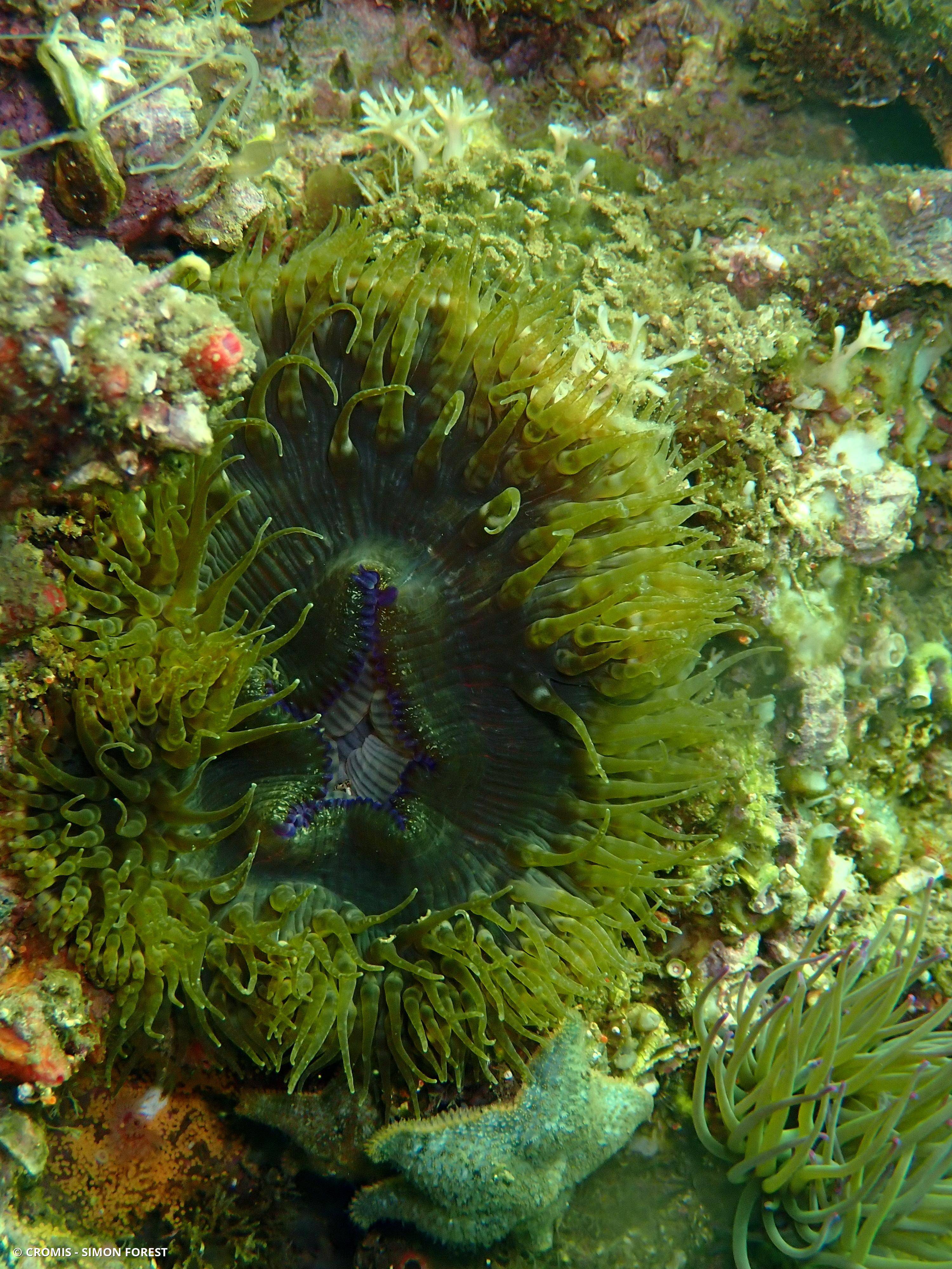 Anémone solaire