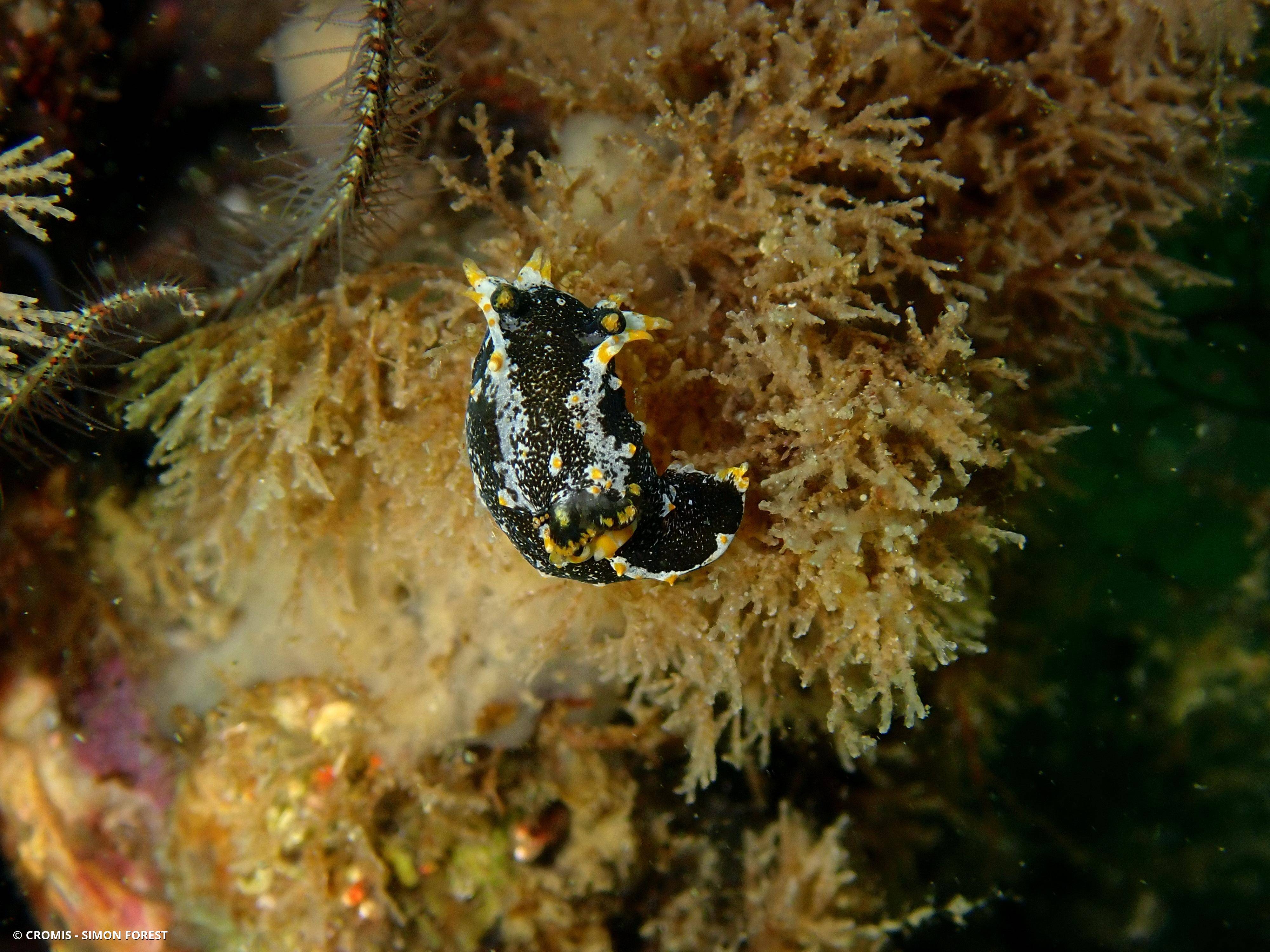 Polycère de Hedgpeth