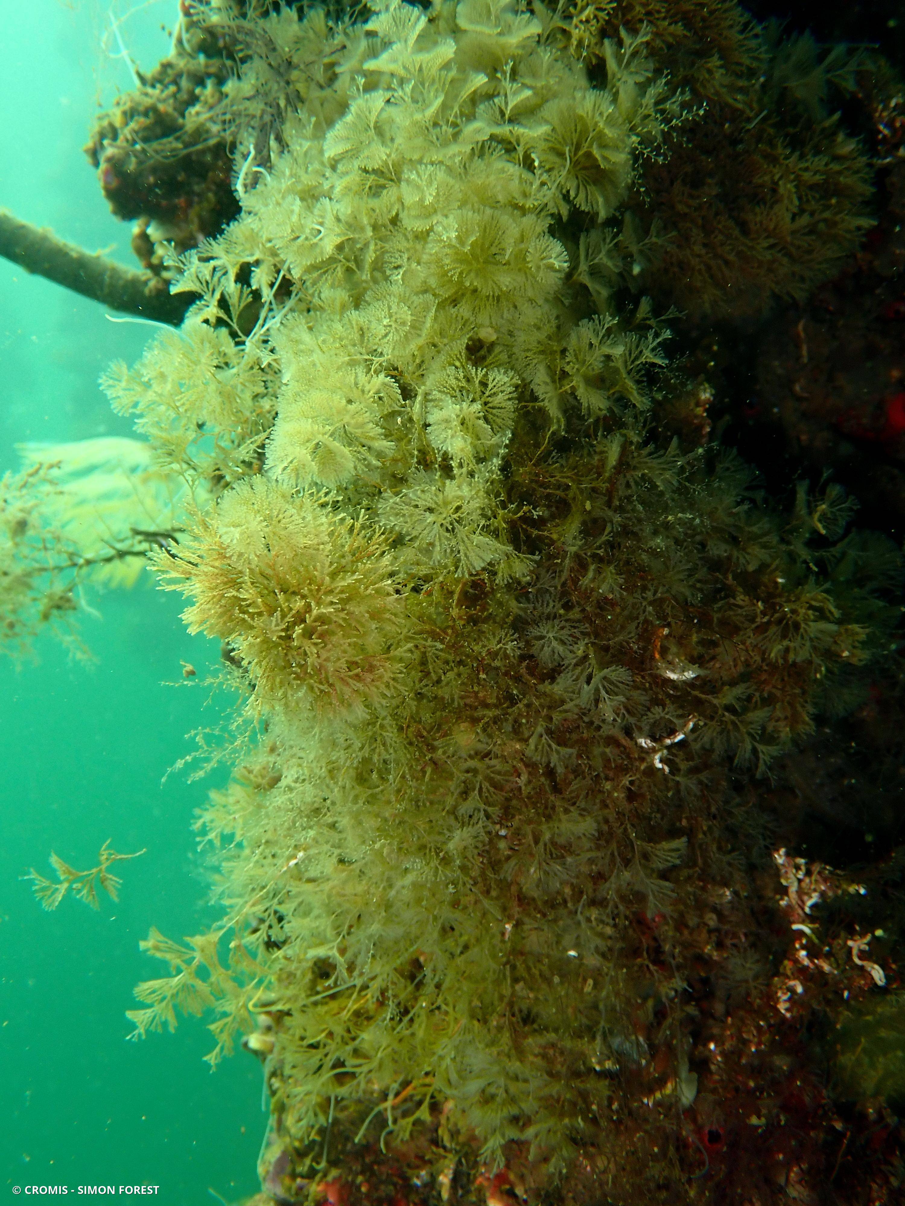 Bugule spiralée