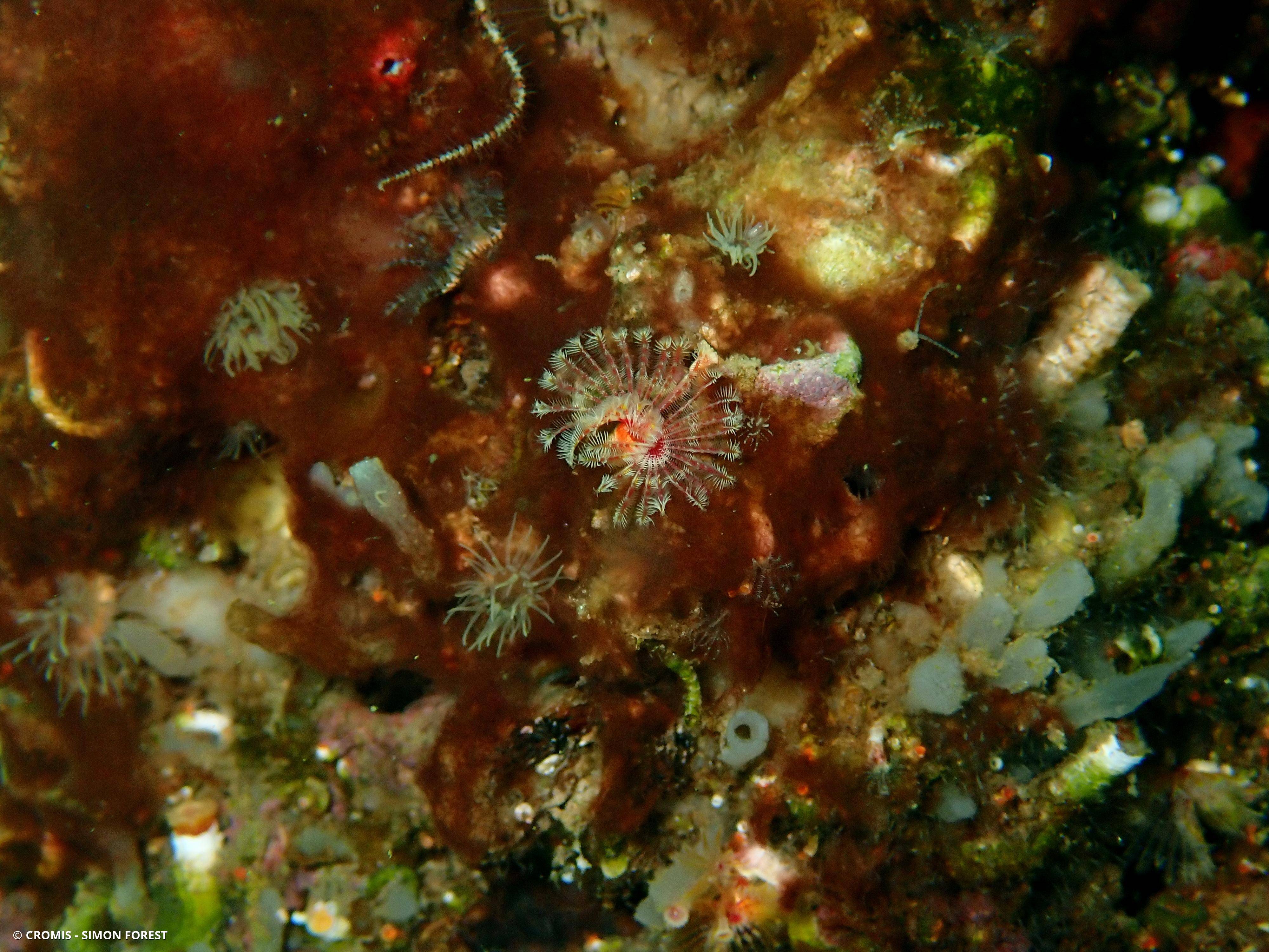 Serpule triangulaire